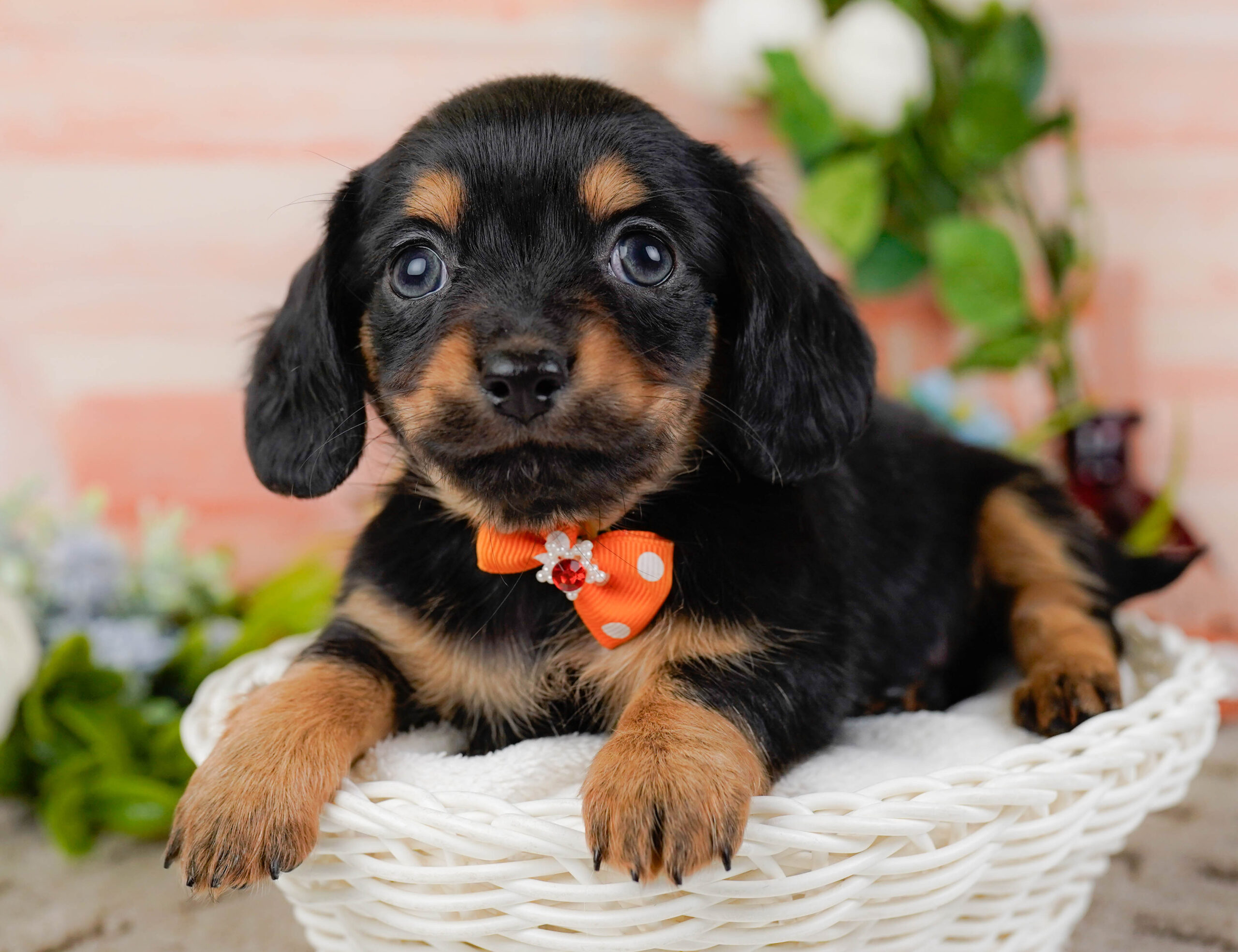 チワックス | 女の子 | ブラック＆タン | 2025年11月15日