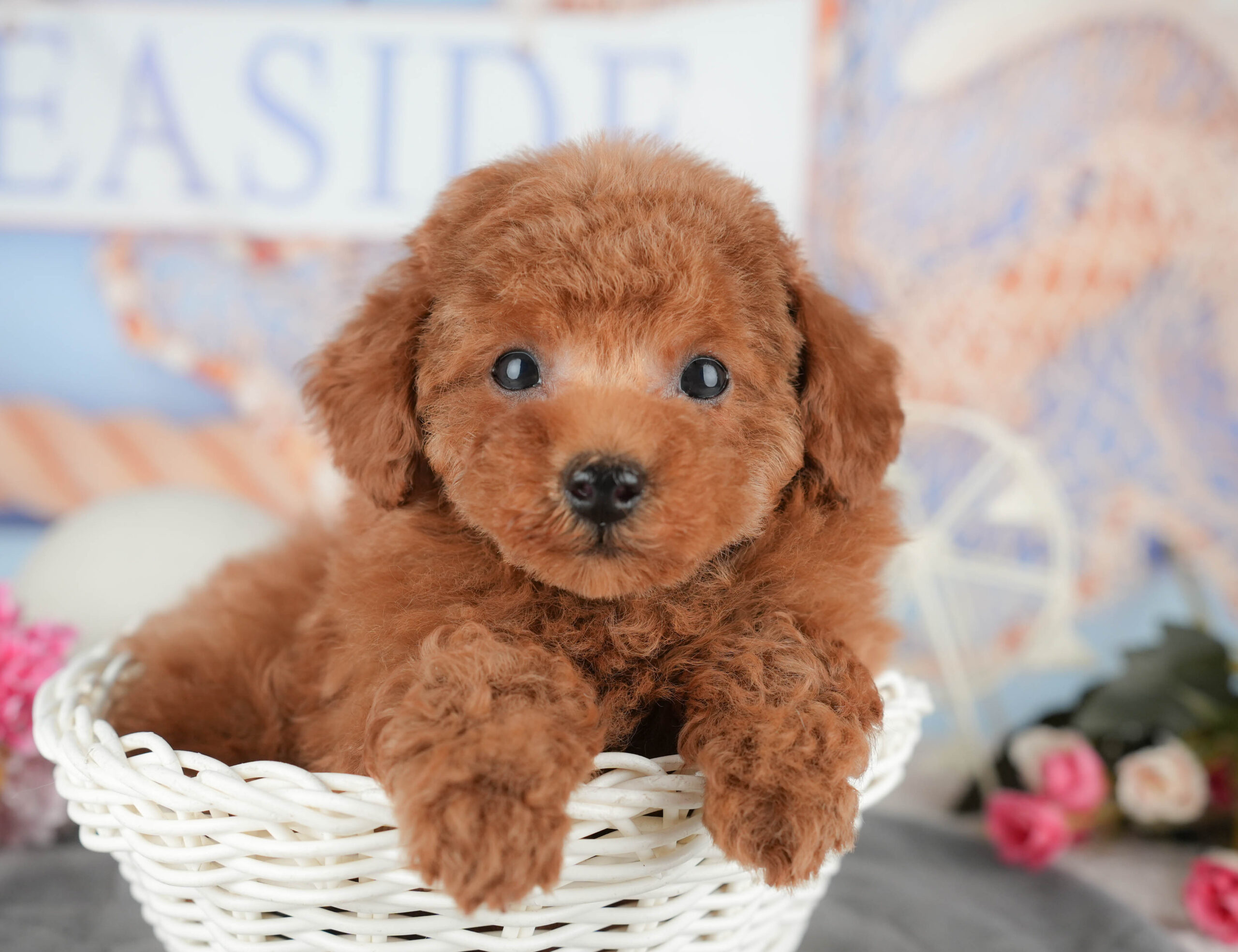 タイニー・プードル | 男の子 | レッド | 2025年11月15日