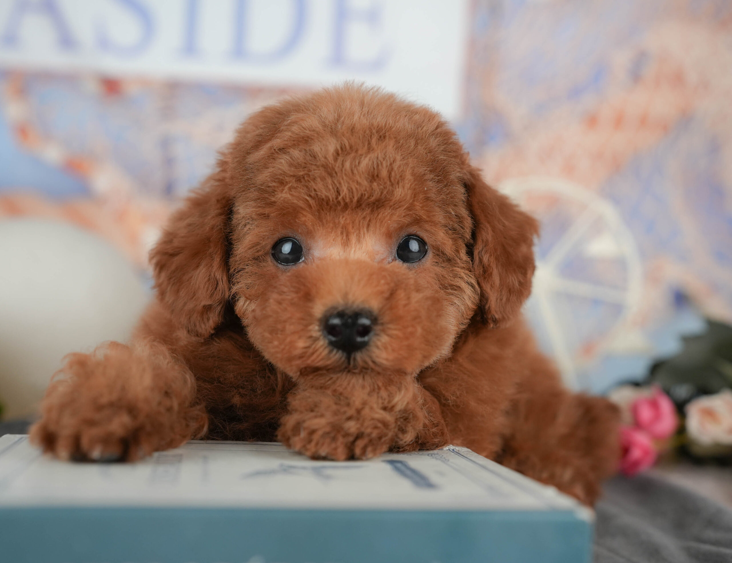 タイニー・プードル | 男の子 | レッド | 2025年11月15日