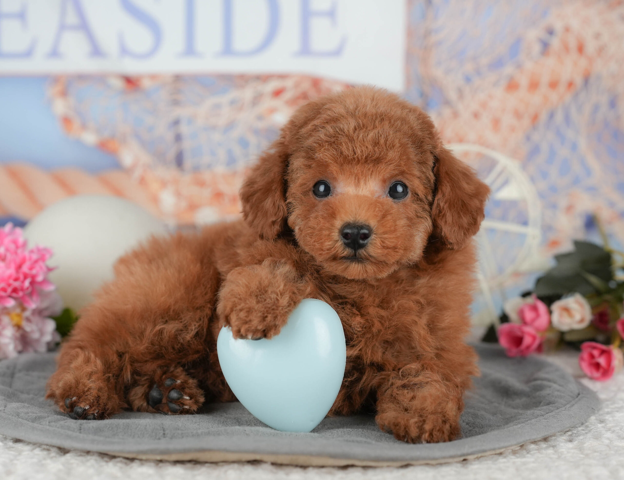 タイニー・プードル | 男の子 | レッド | 2025年11月15日