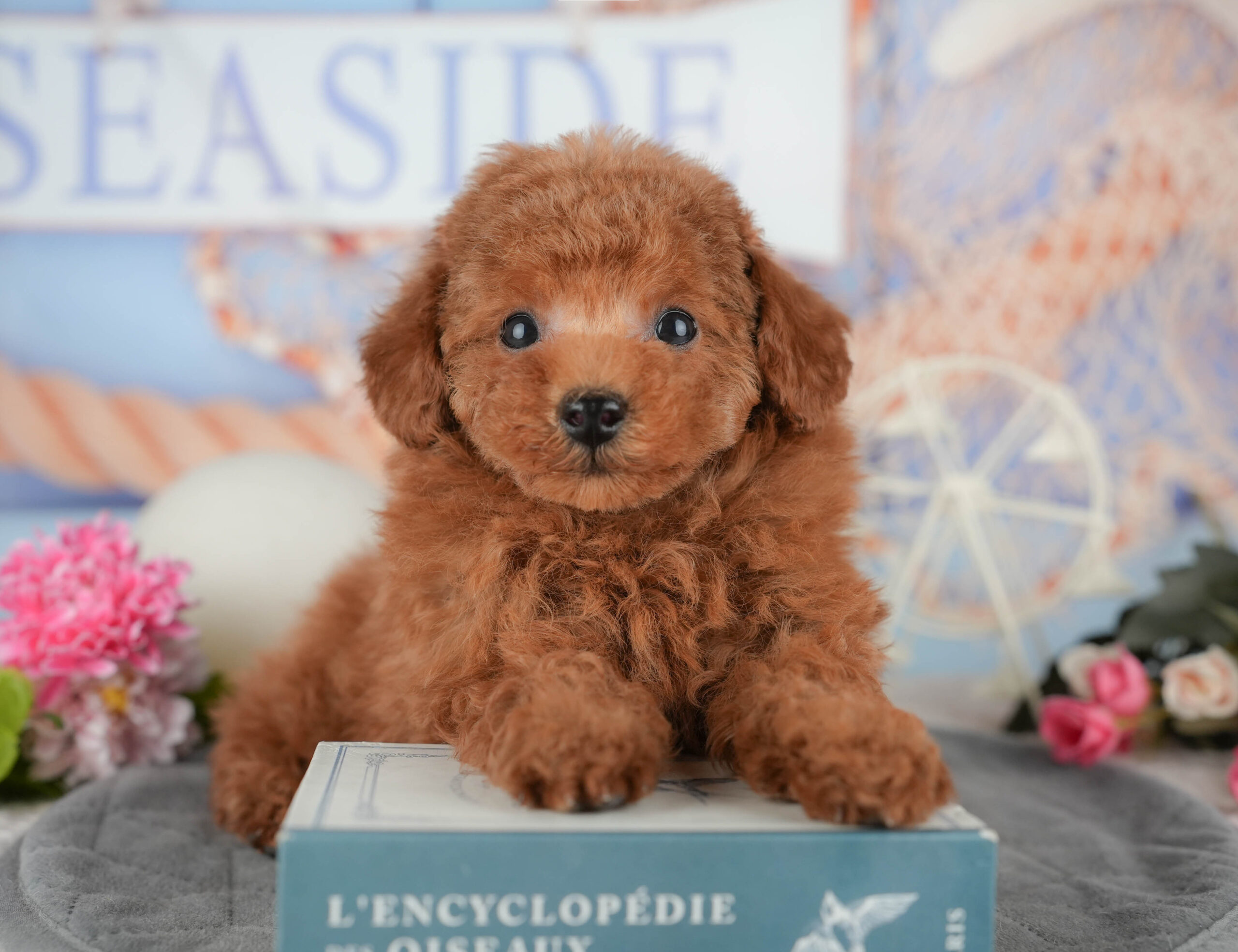 タイニー・プードル | 男の子 | レッド | 2025年11月15日