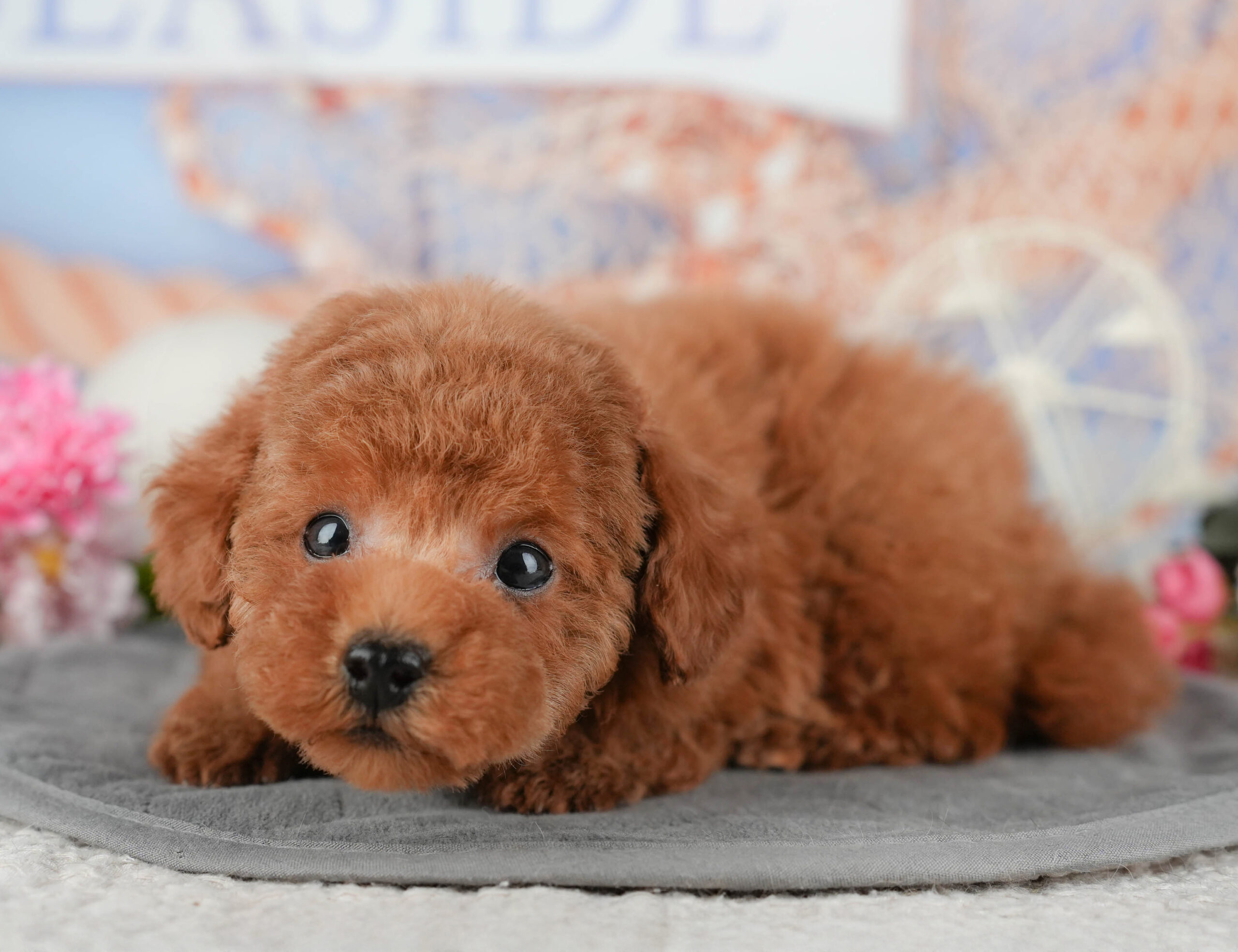 タイニー・プードル | 男の子 | レッド | 2025年11月15日