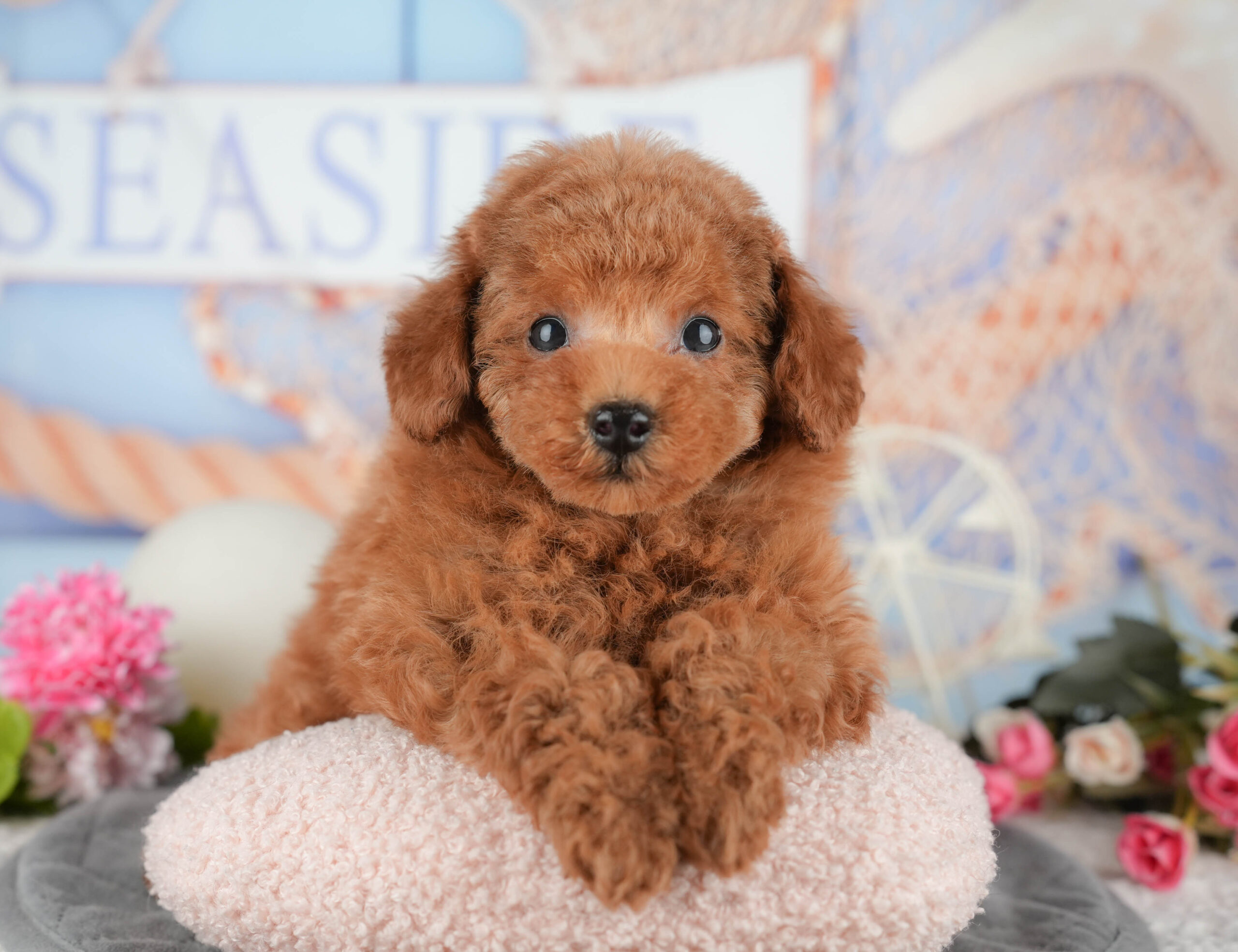 タイニー・プードル | 男の子 | レッド | 2025年11月15日