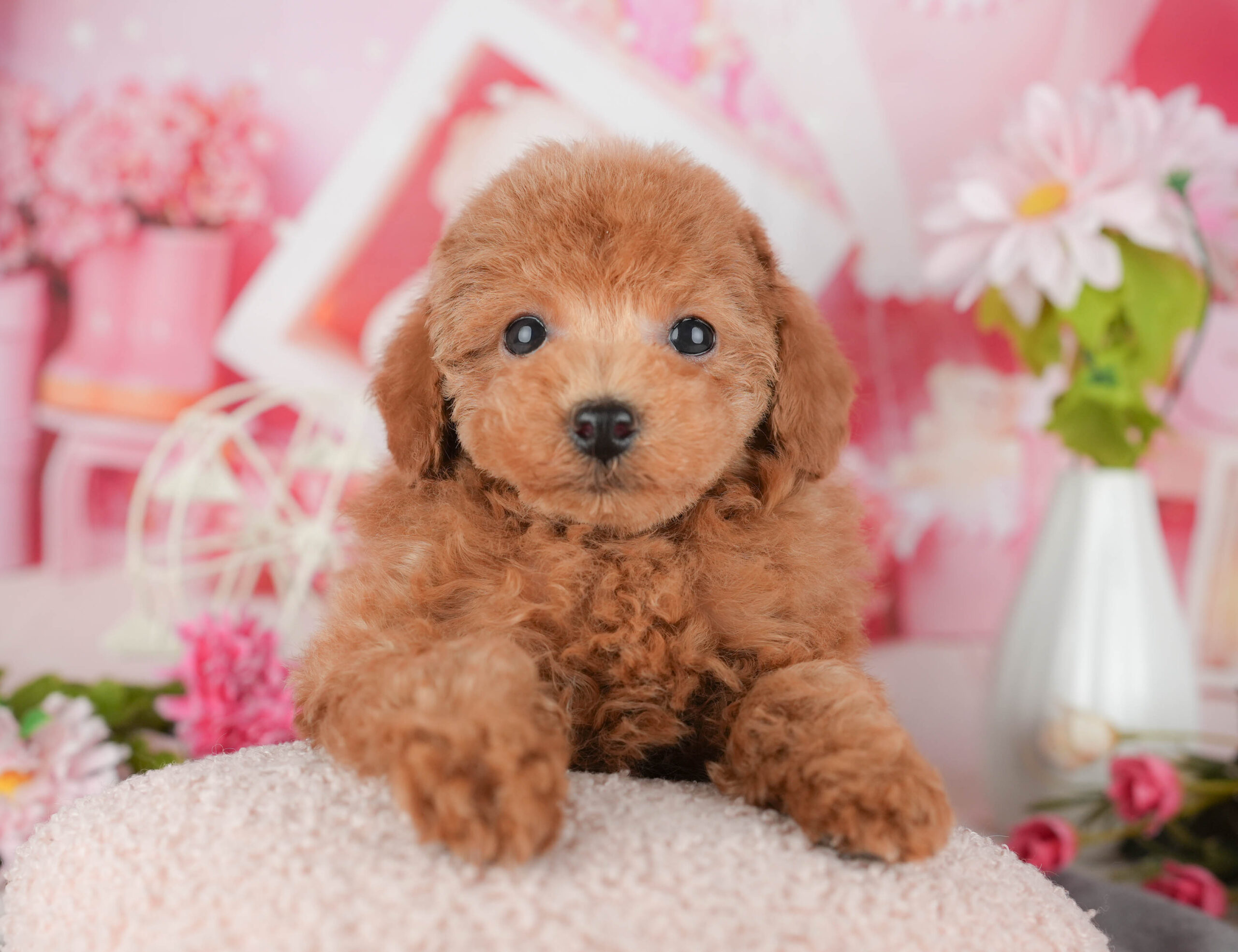 タイニー・プードル | 男の子 | レッド | 2025年11月15日