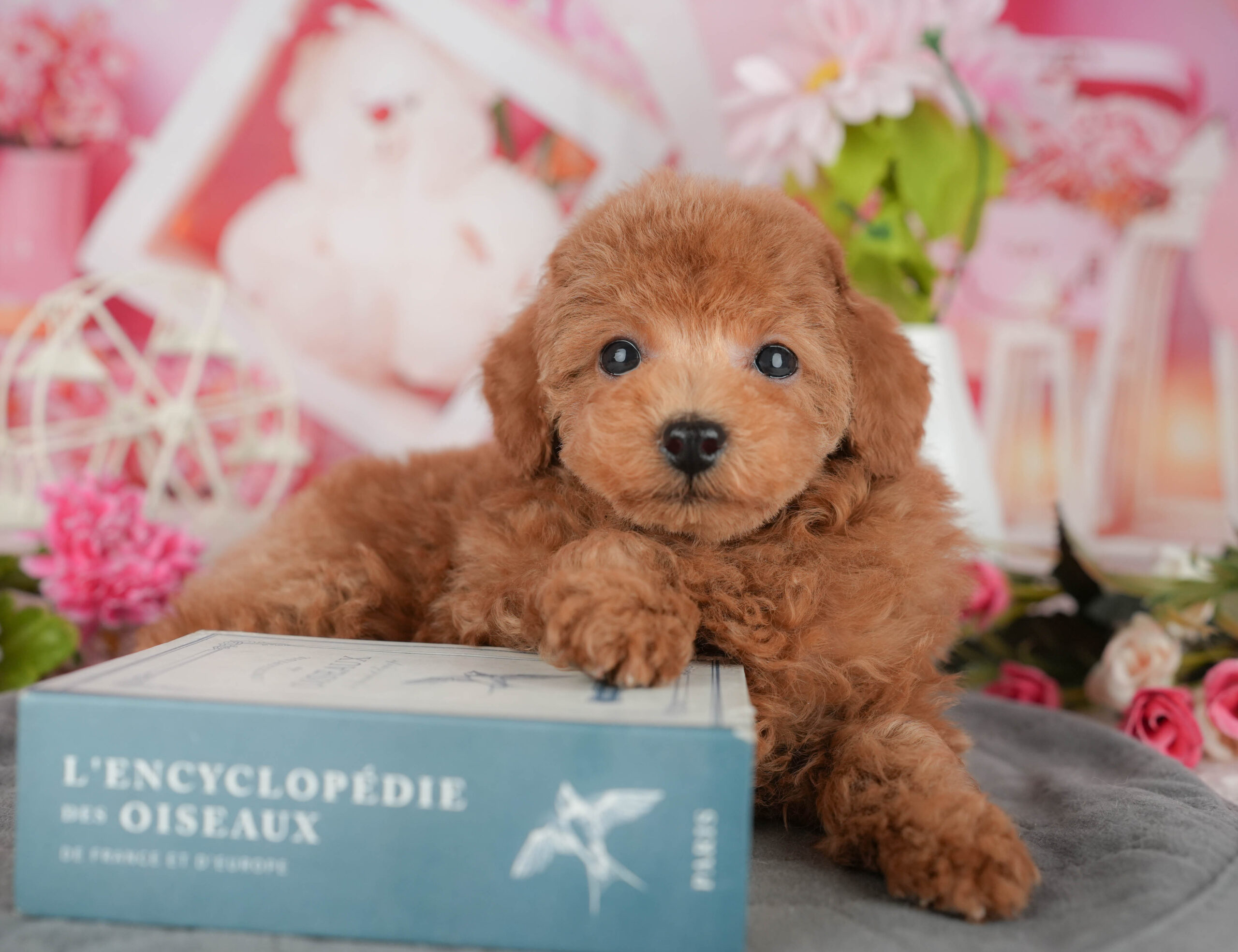 タイニー・プードル | 男の子 | レッド | 2025年11月15日