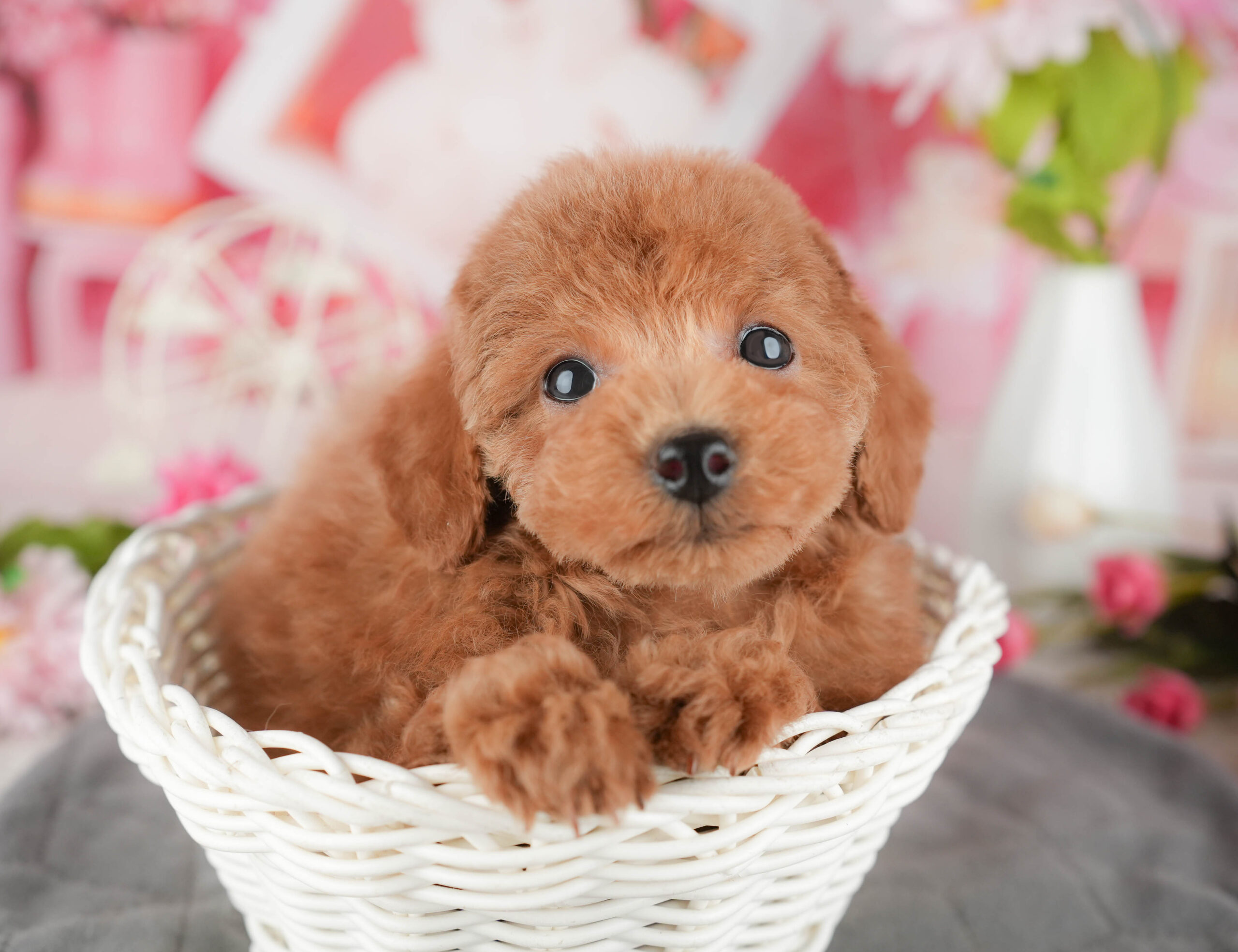 タイニー・プードル | 男の子 | レッド | 2025年11月15日