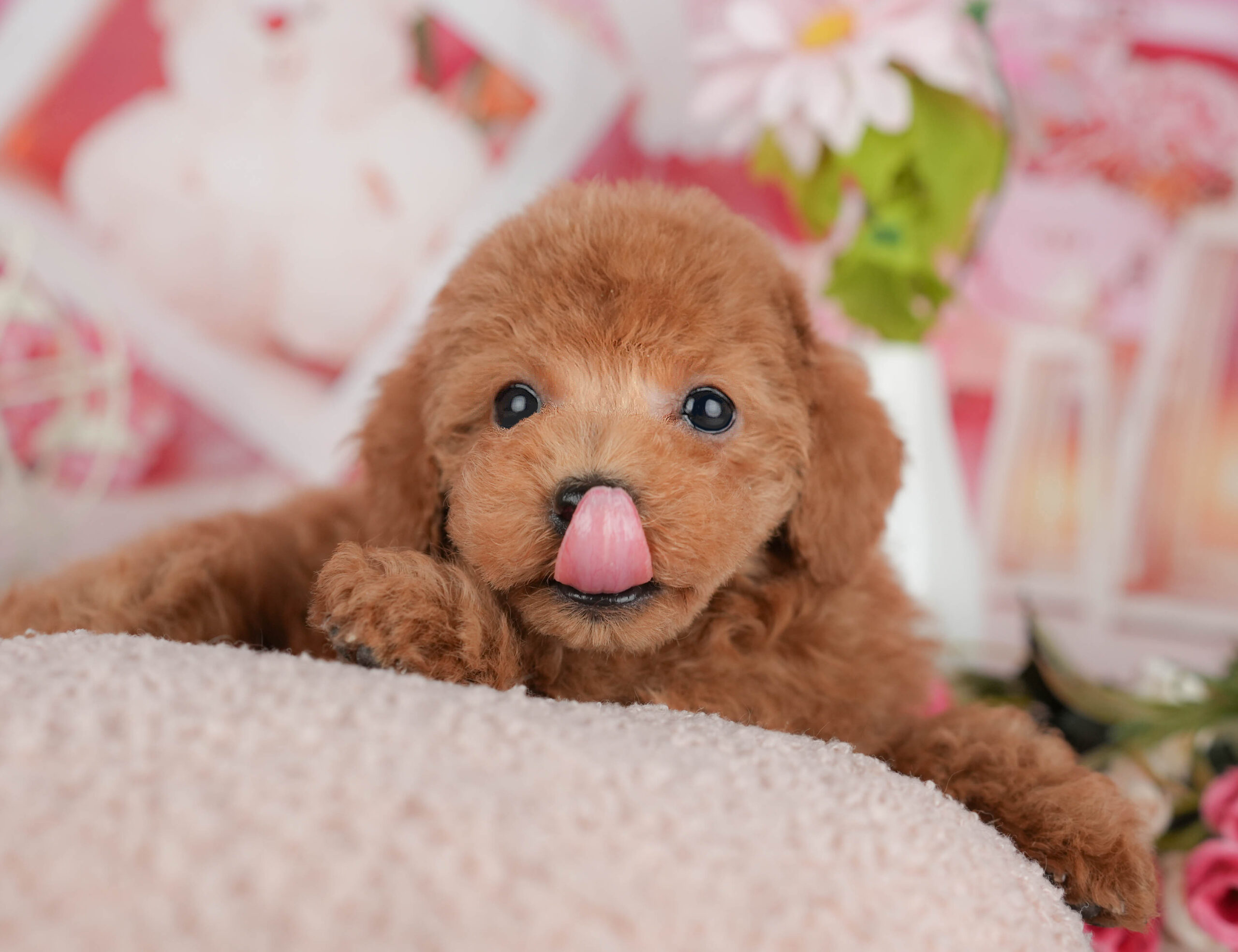 タイニー・プードル | 男の子 | レッド | 2025年11月15日