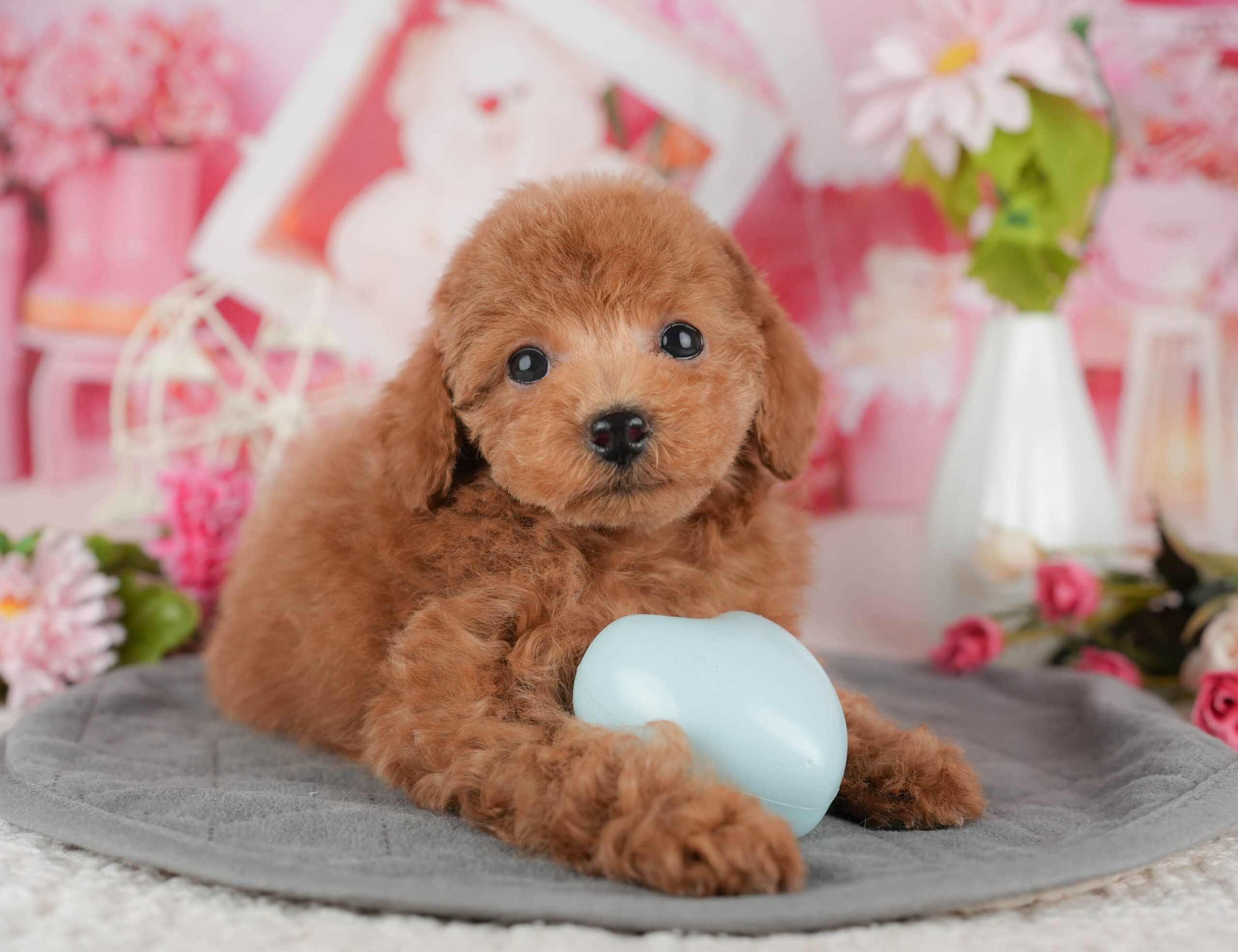 タイニー・プードル | 男の子 | レッド | 2025年11月15日