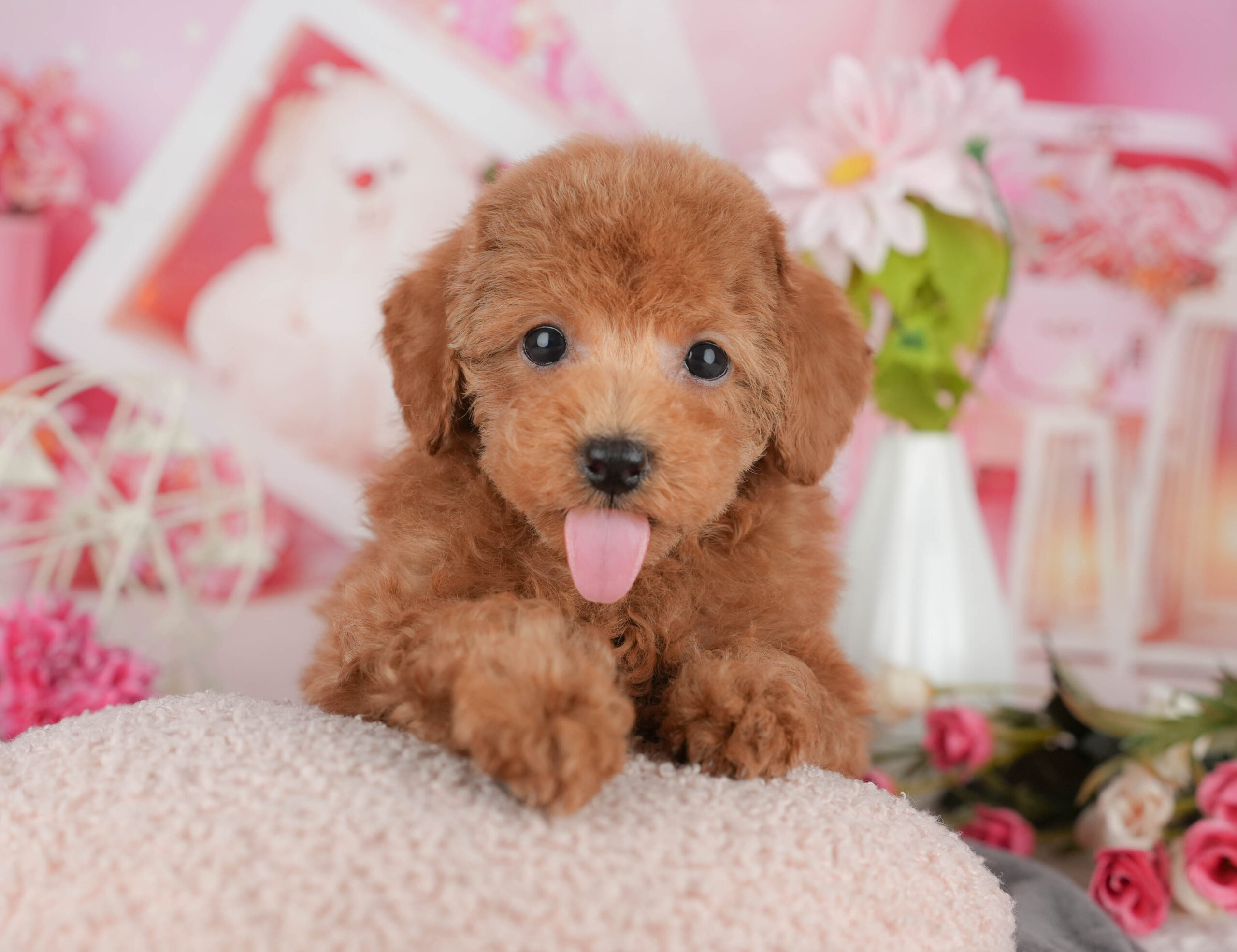 タイニー・プードル | 男の子 | レッド | 2025年11月15日