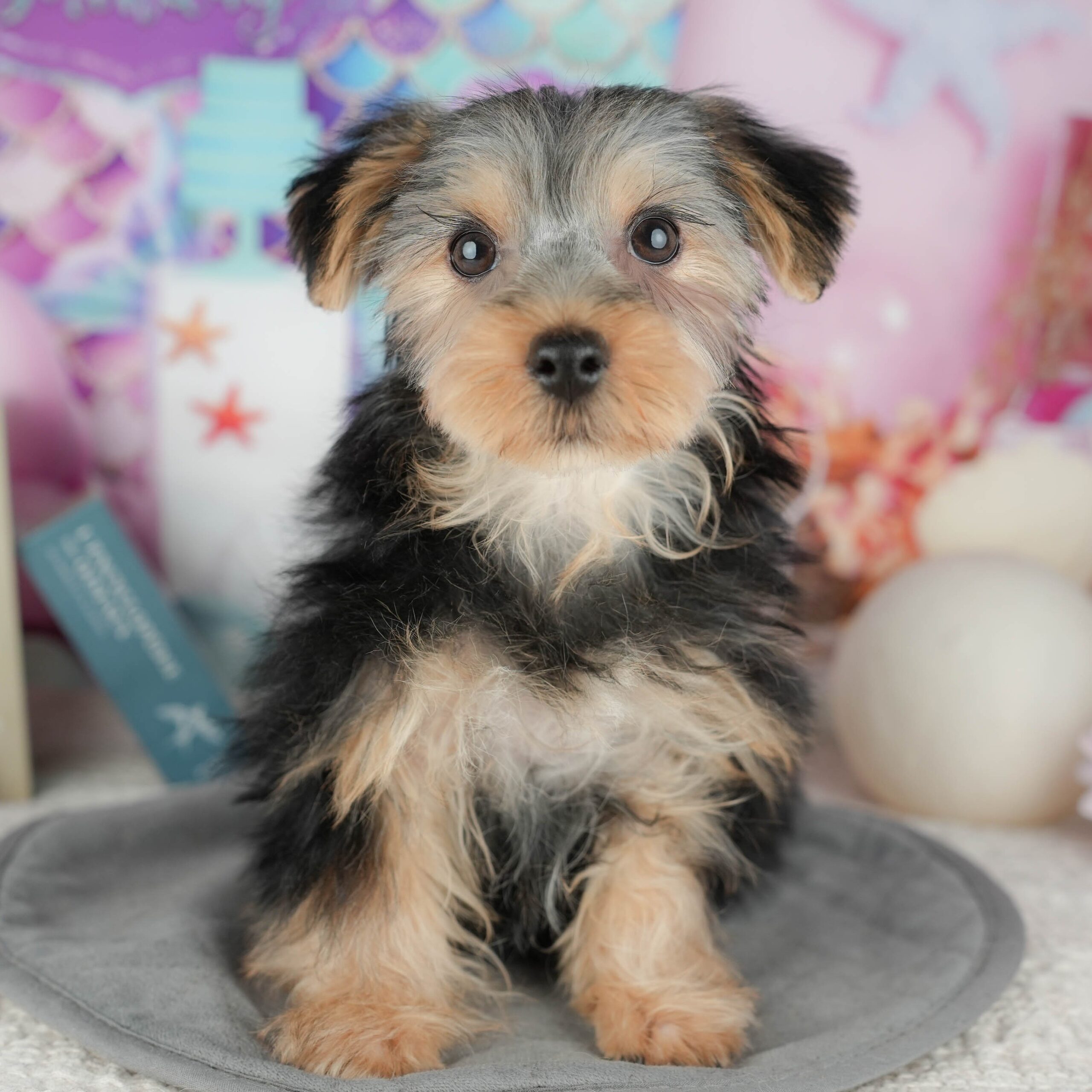 ヨークシャー・テリア | 女の子 | スティールブルー＆タン | 2025年11月16日