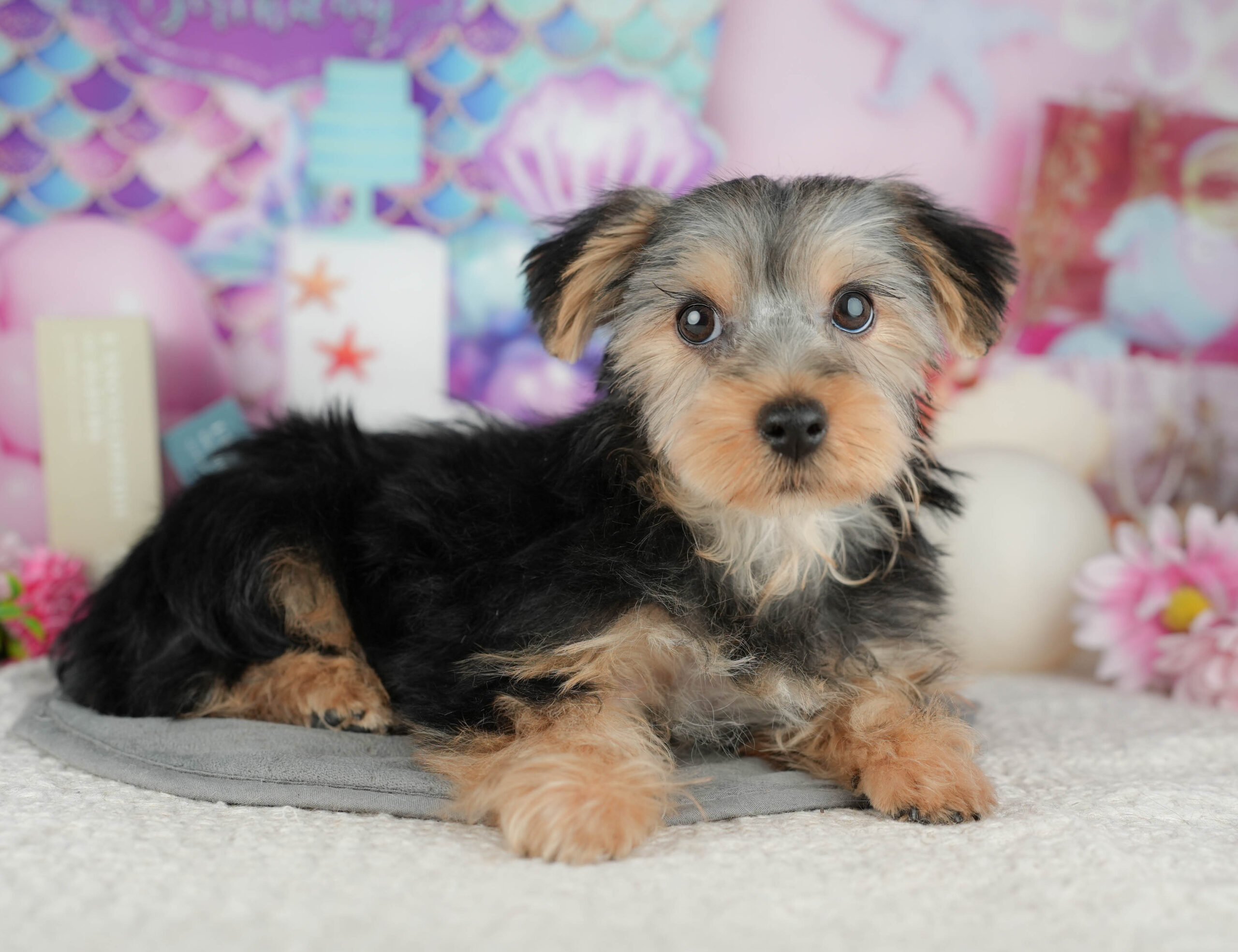 ヨークシャー・テリア | 女の子 | スティールブルー&タン | 2025年11月16日