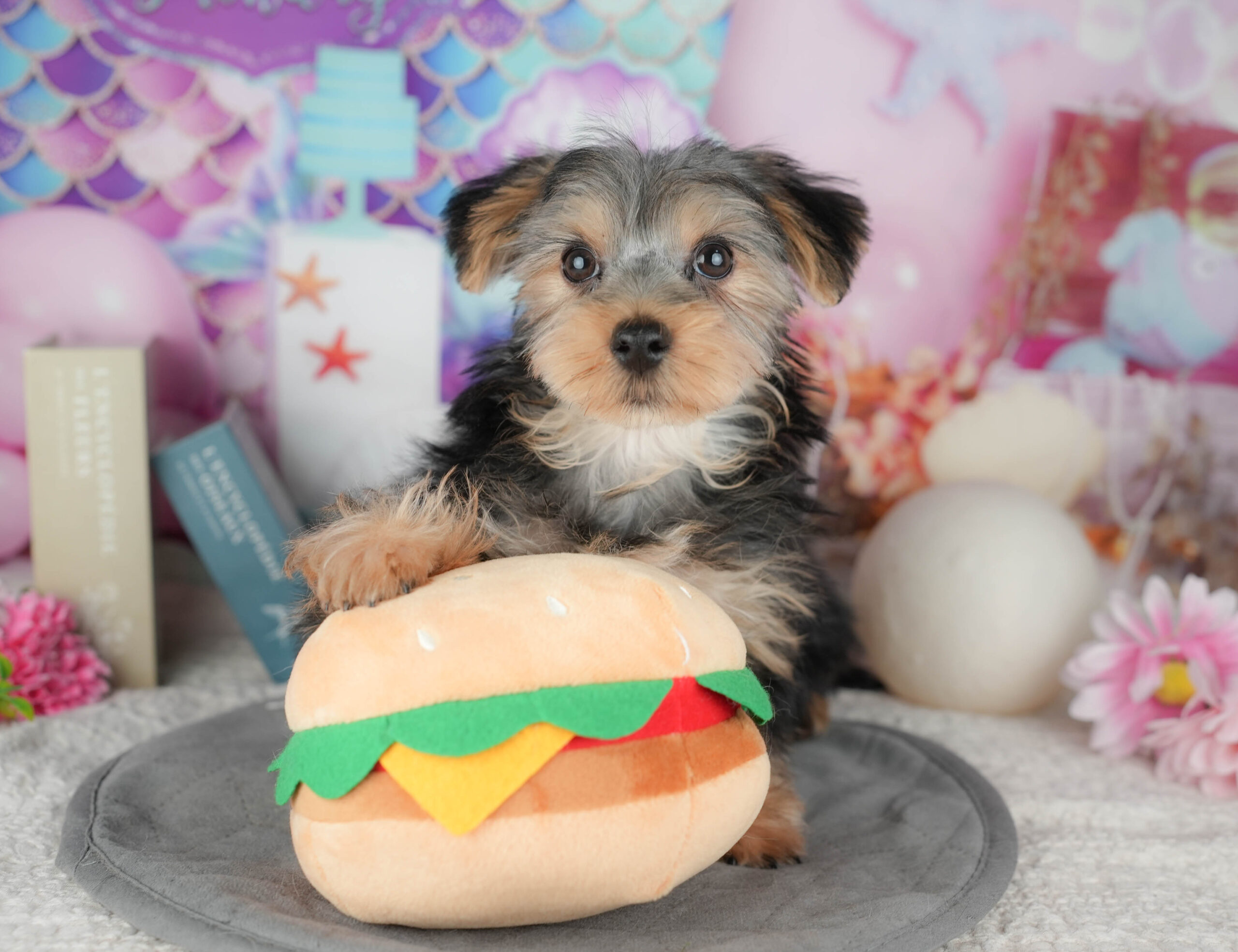 ヨークシャー・テリア | 女の子 | スティールブルー&タン | 2025年11月16日