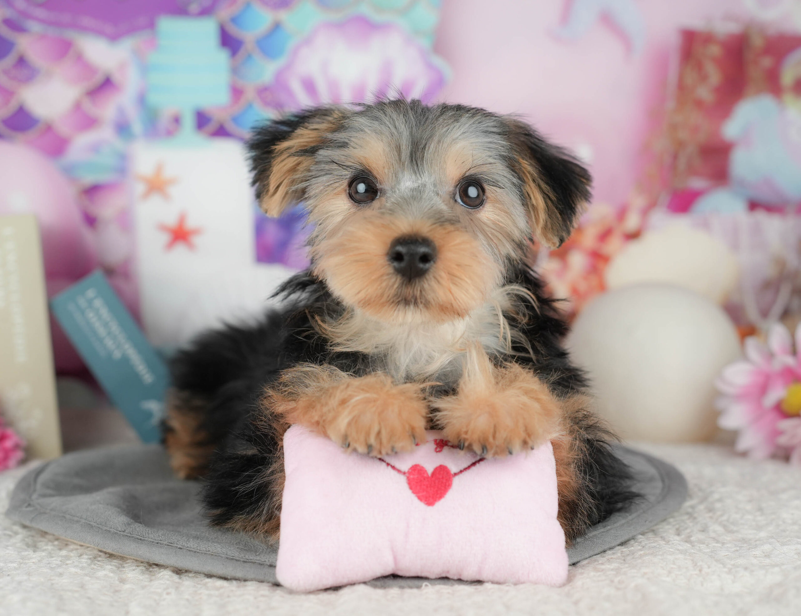 ヨークシャー・テリア | 女の子 | スティールブルー&タン | 2025年11月16日