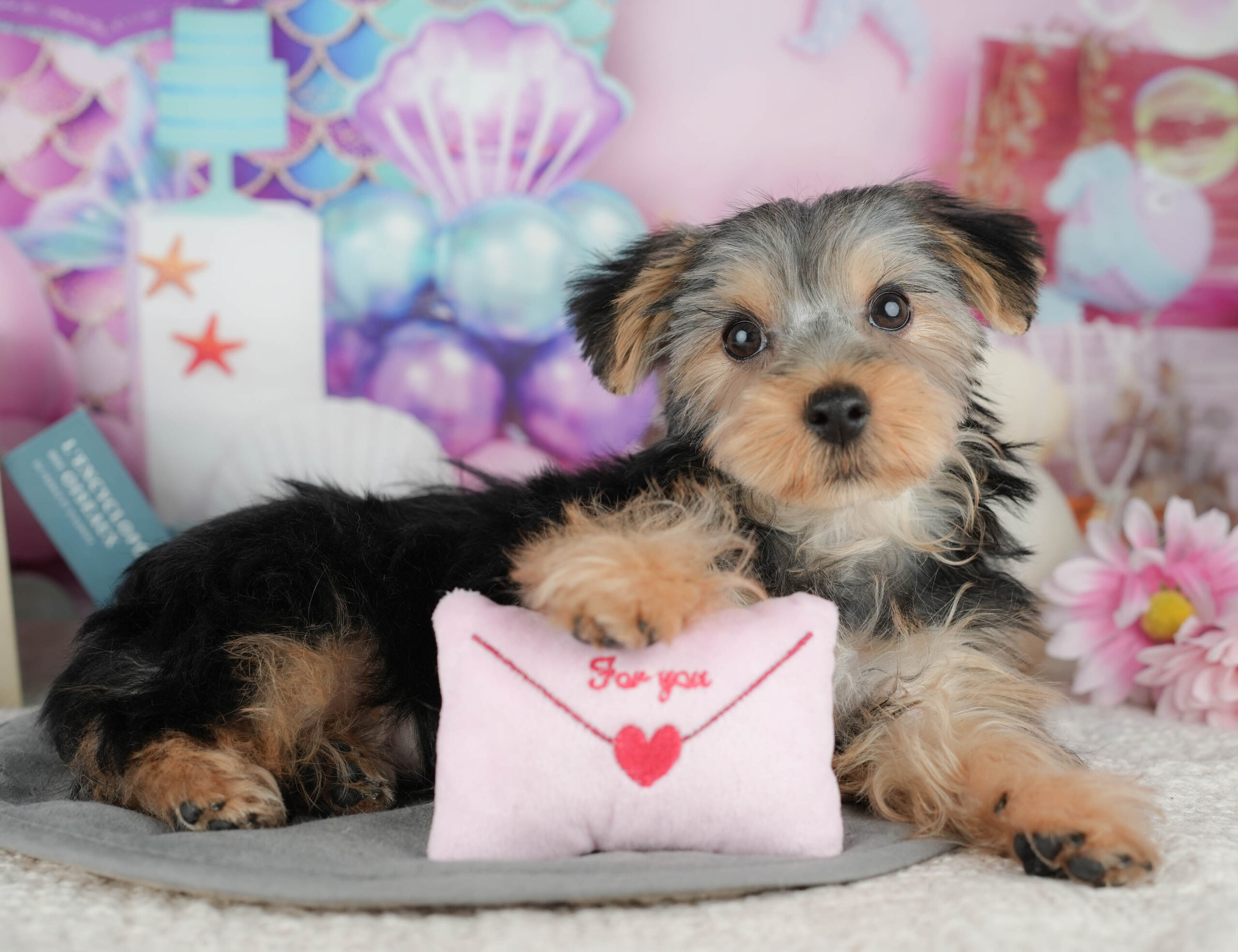 ヨークシャー・テリア | 女の子 | スティールブルー&タン | 2025年11月16日