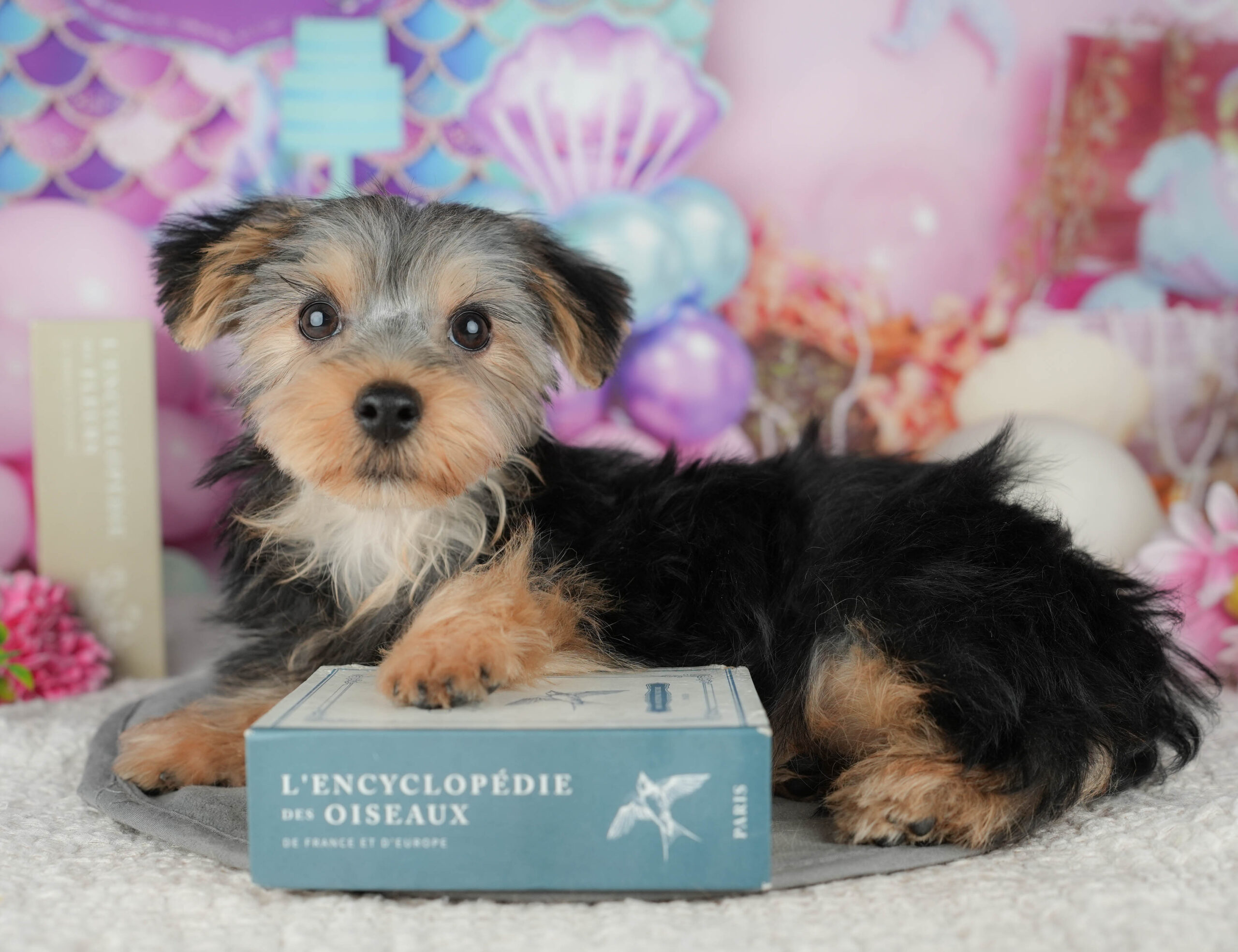 ヨークシャー・テリア | 女の子 | スティールブルー&タン | 2025年11月16日