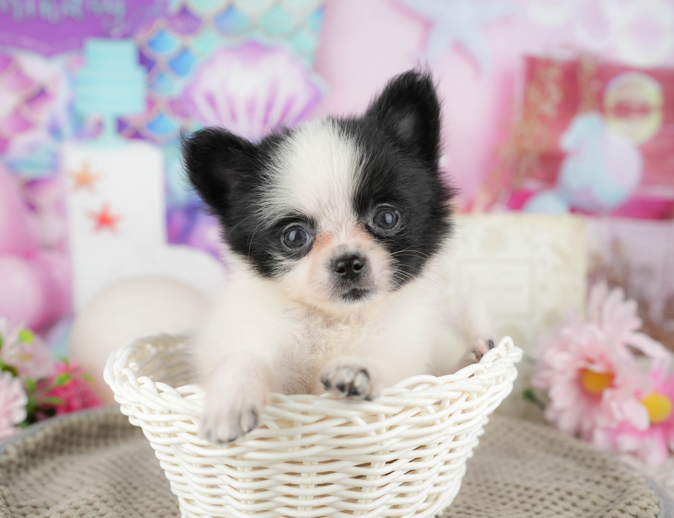 チワポメ | 女の子 | ブラック＆ホワイト | 2025年11月17日