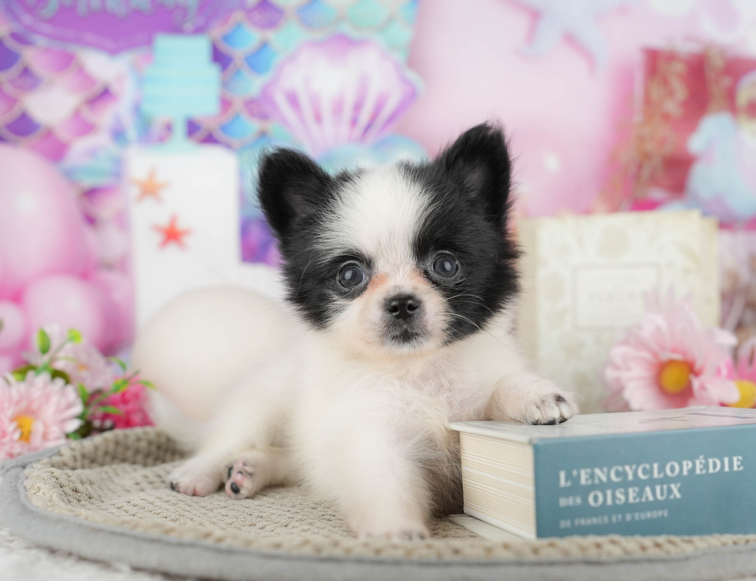 チワポメ | 女の子 | ブラック＆ホワイト | 2025年11月17日