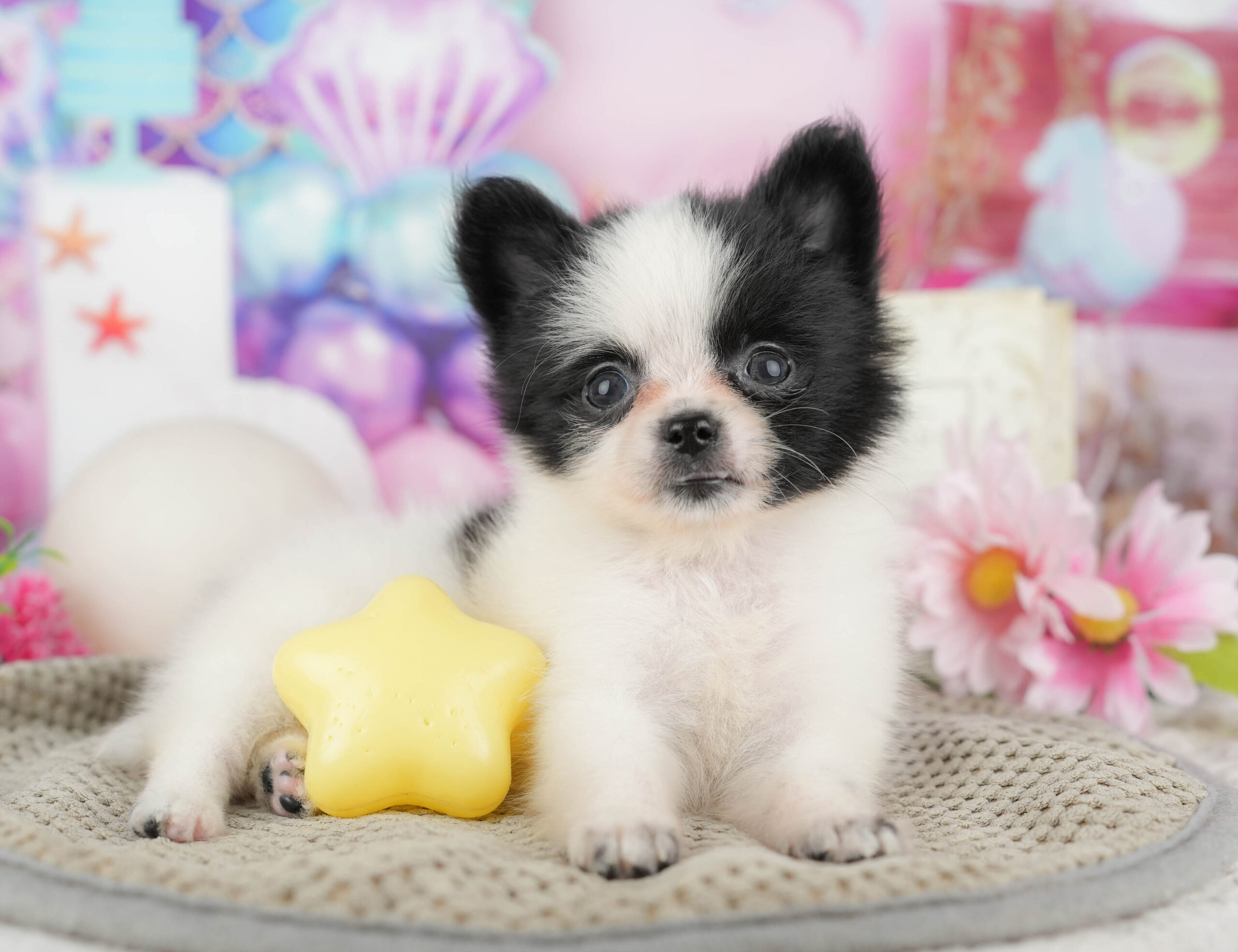 チワポメ | 女の子 | ブラック＆ホワイト | 2025年11月17日