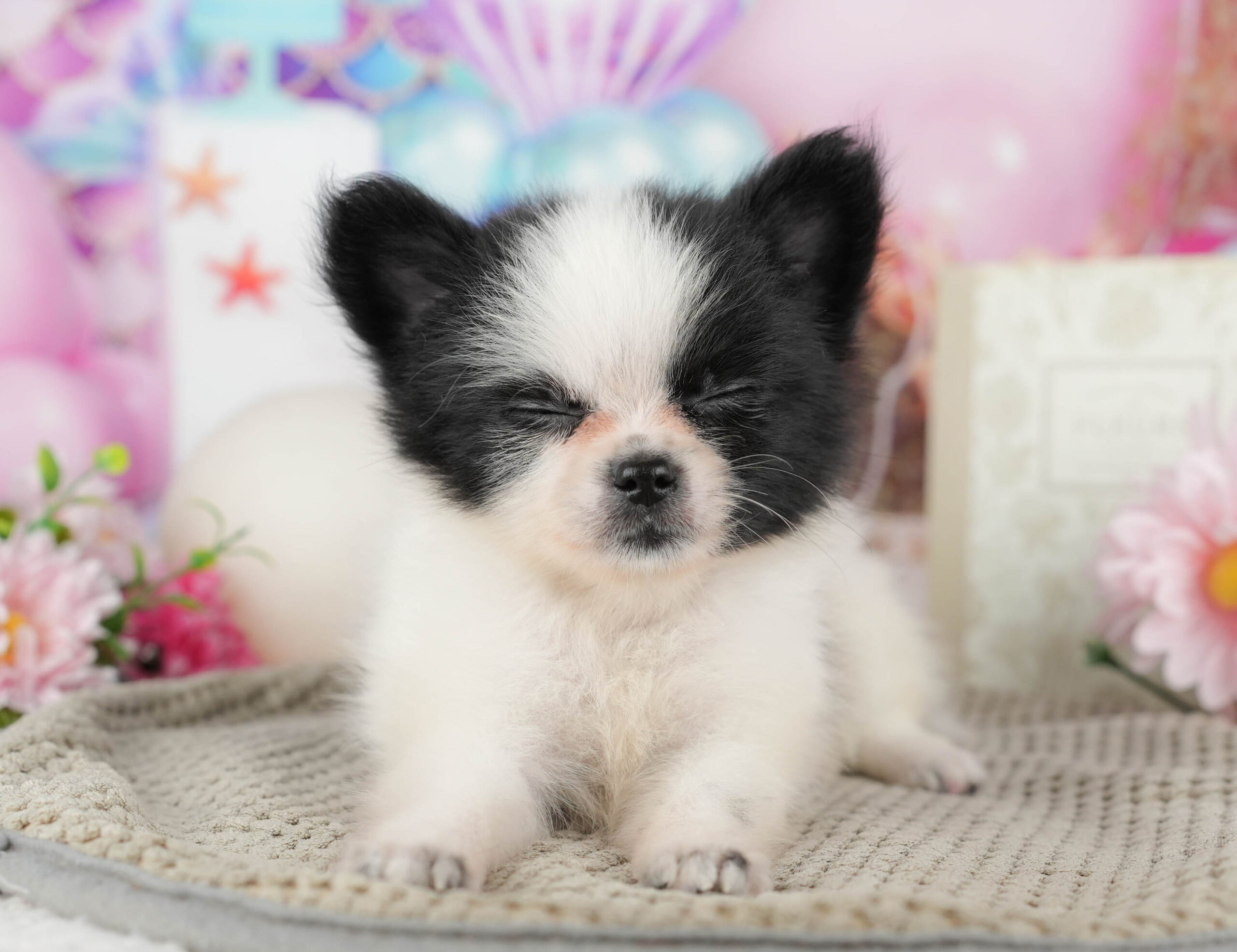 チワポメ | 女の子 | ブラック＆ホワイト | 2025年11月17日