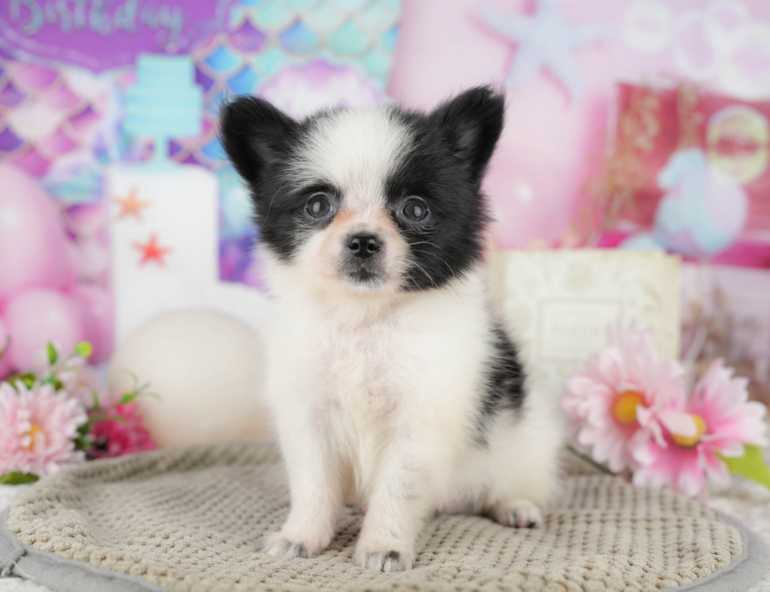 チワポメ | 女の子 | ブラック＆ホワイト | 2025年11月17日