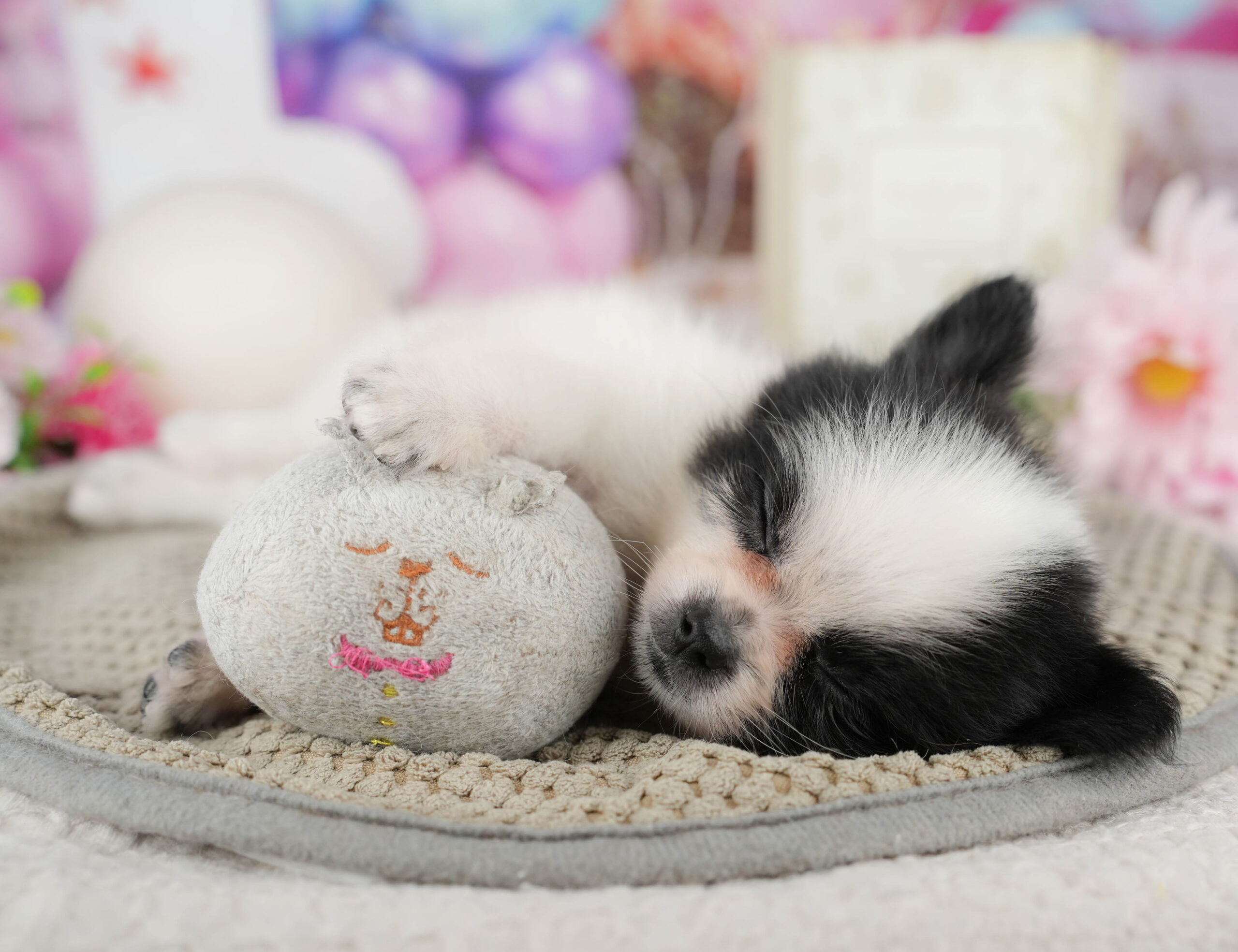 チワポメ | 女の子 | ブラック＆ホワイト | 2025年11月17日