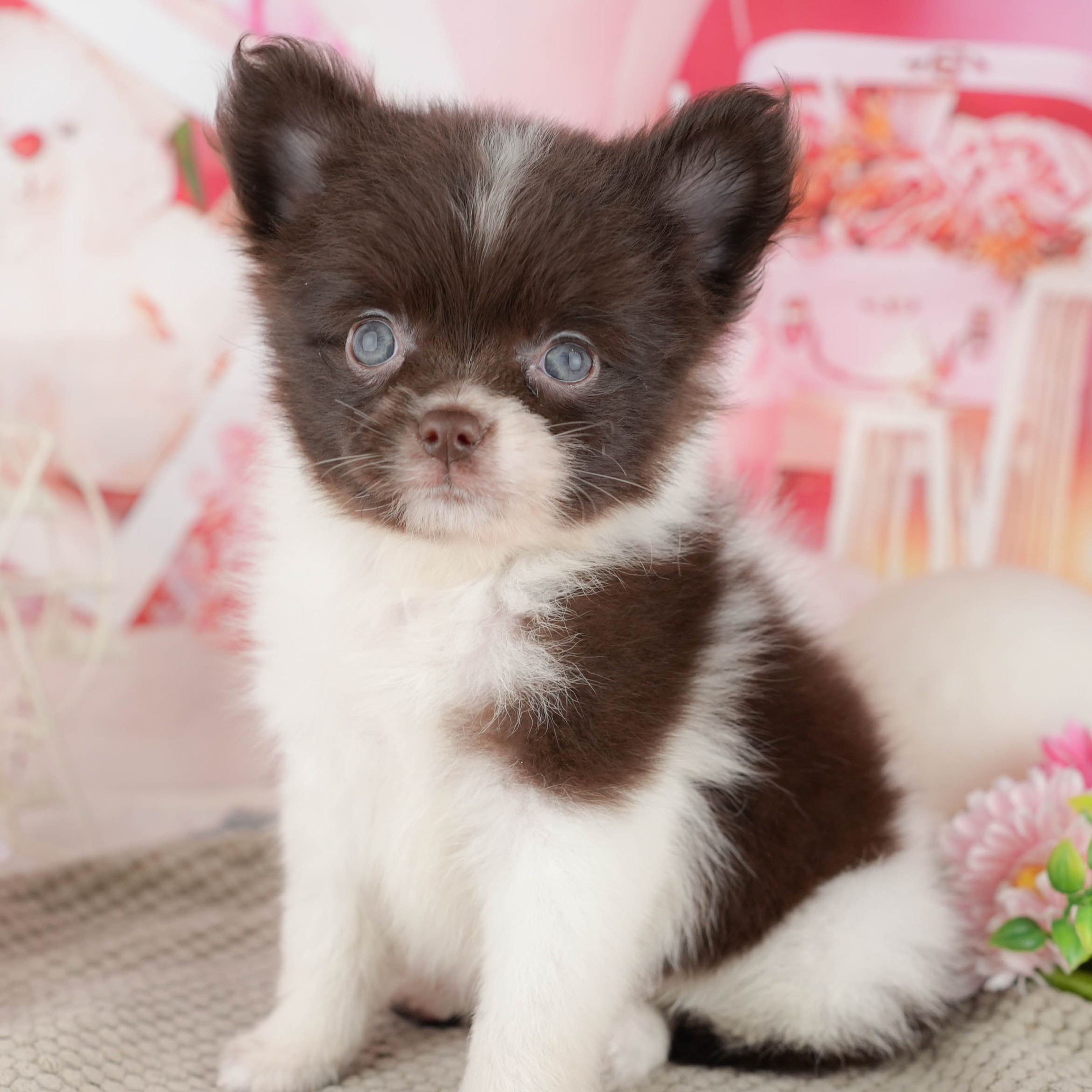 チワポメ | 女の子 | チョコレート＆ホワイト | 2025年11月17日