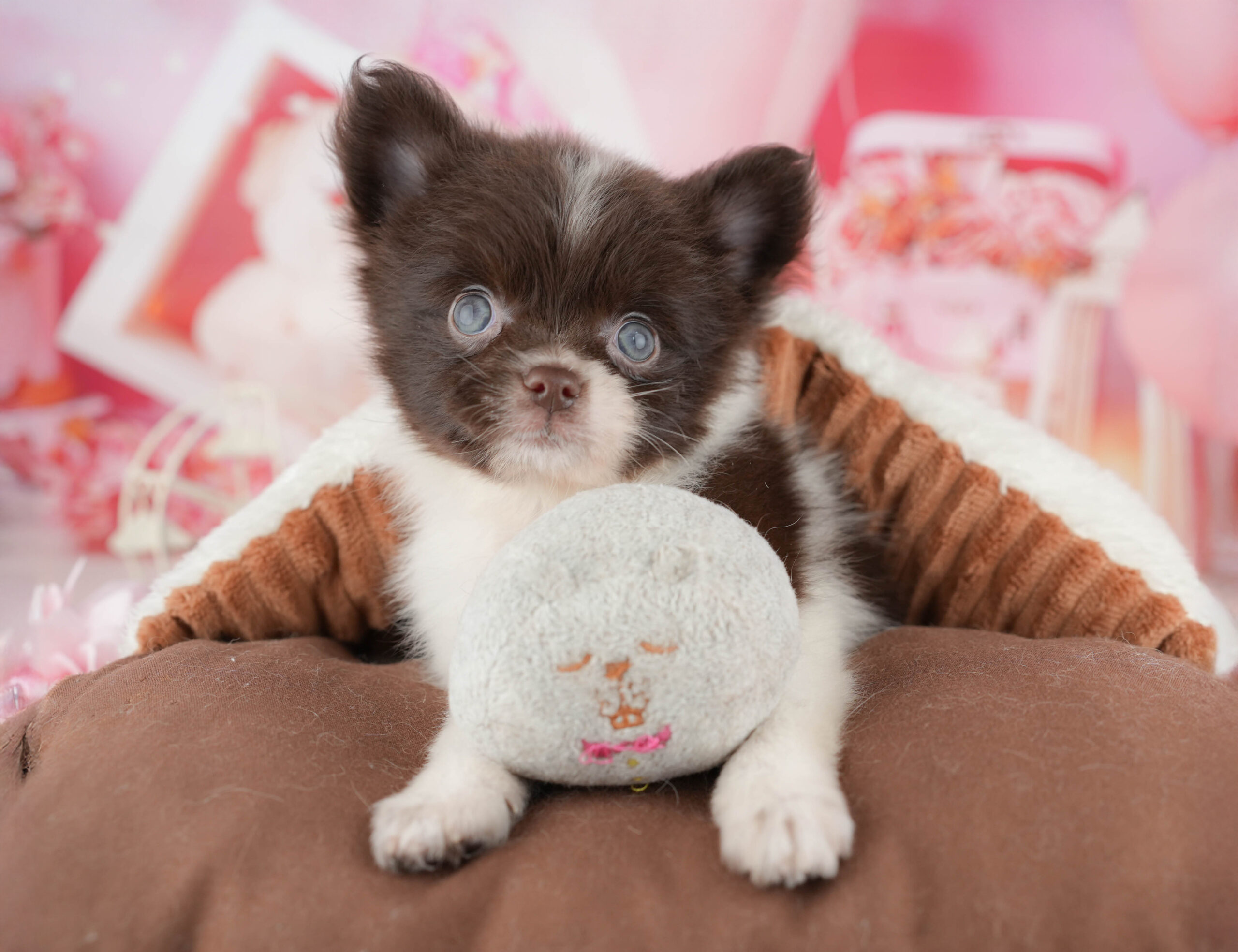 チワポメ | 女の子 | チョコレート&ホワイト | 2025年11月17日