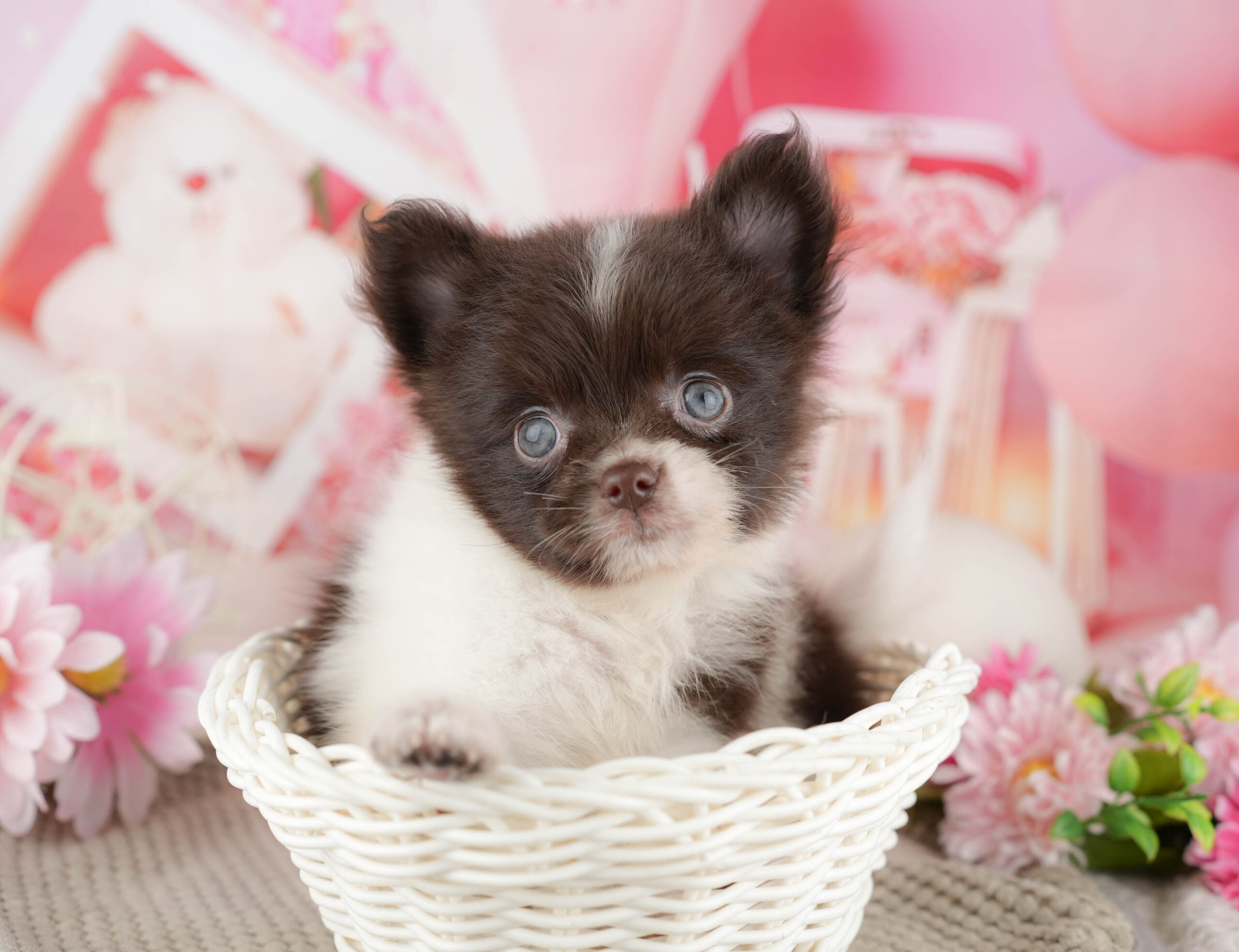 チワポメ | 女の子 | チョコレート&ホワイト | 2025年11月17日