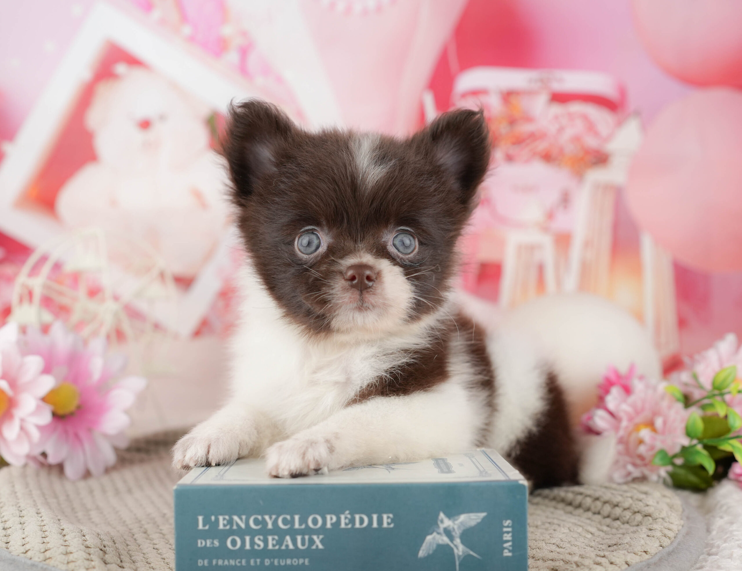 チワポメ | 女の子 | チョコレート&ホワイト | 2025年11月17日