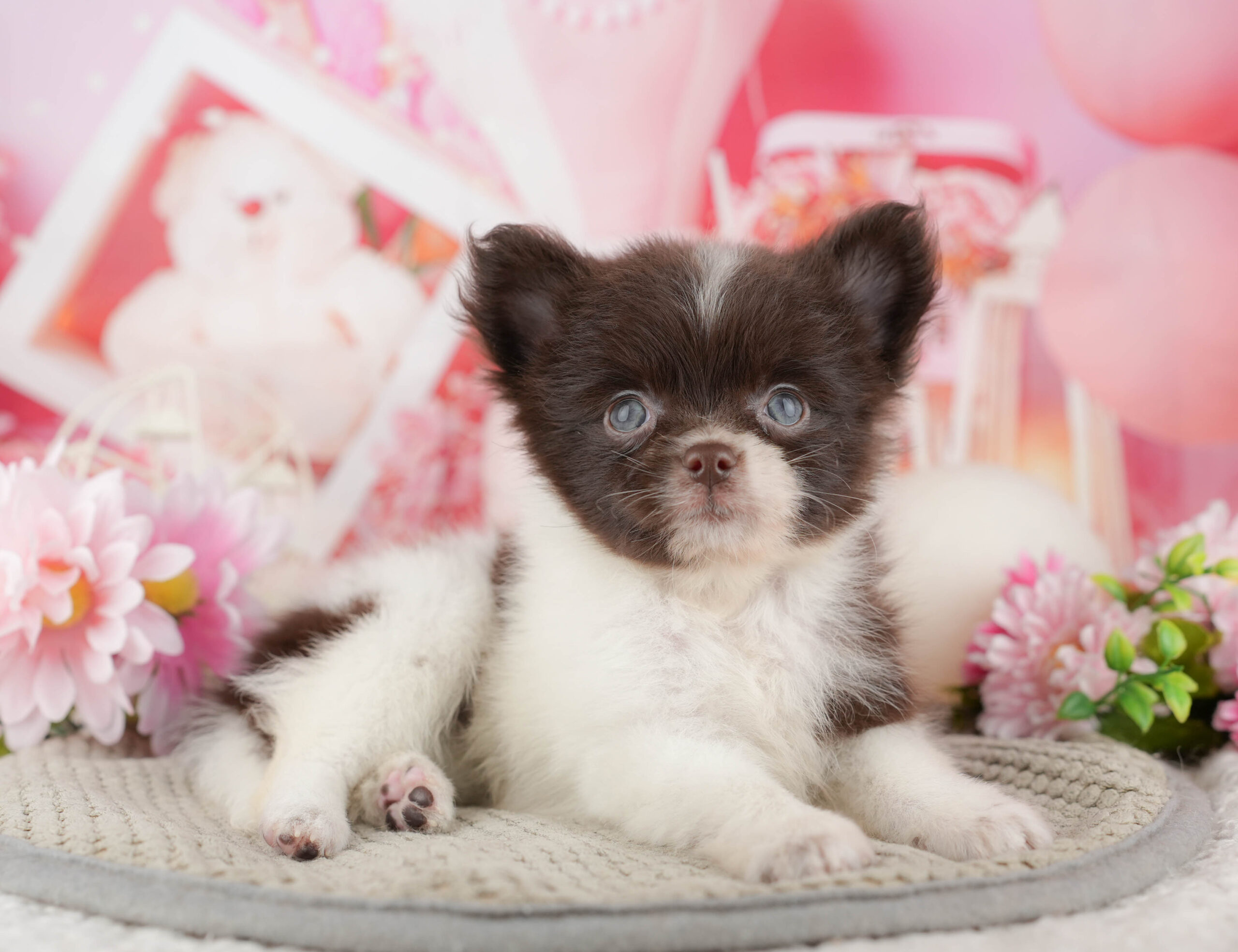 チワポメ | 女の子 | チョコレート&ホワイト | 2025年11月17日