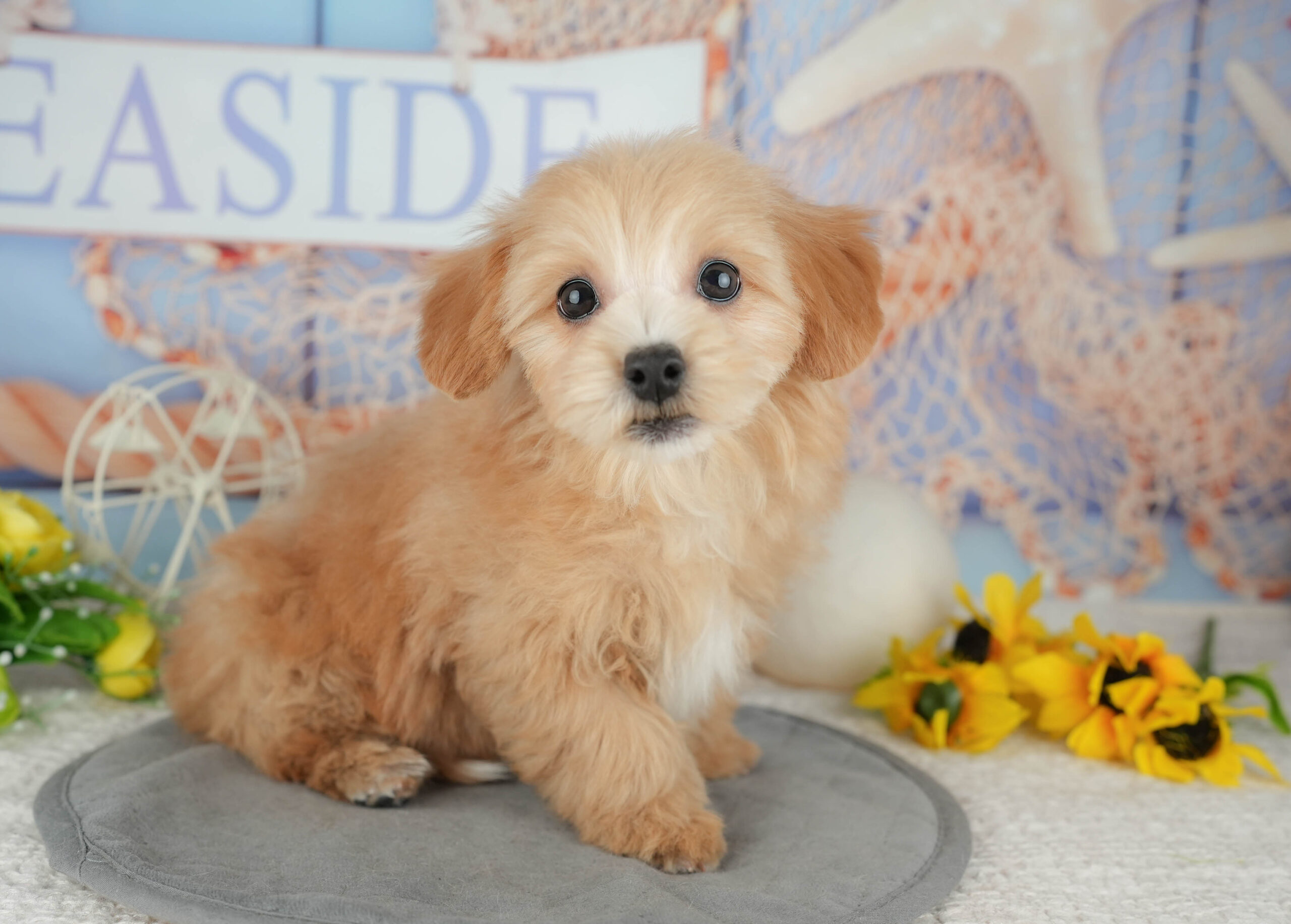 マルプー | 女の子 | アプリコット | 2025年11月17日