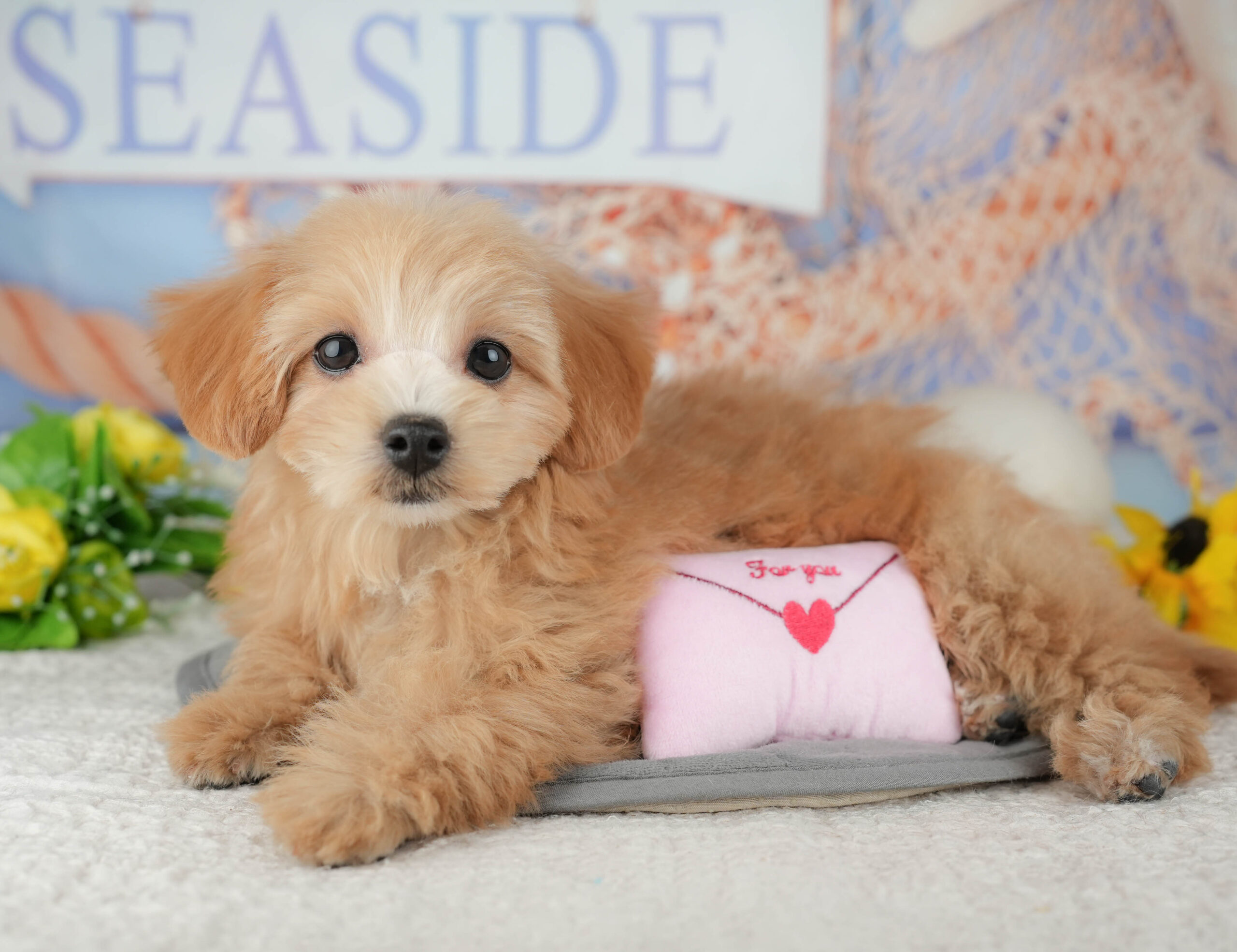 マルプー | 女の子 | アプリコット | 2025年11月17日