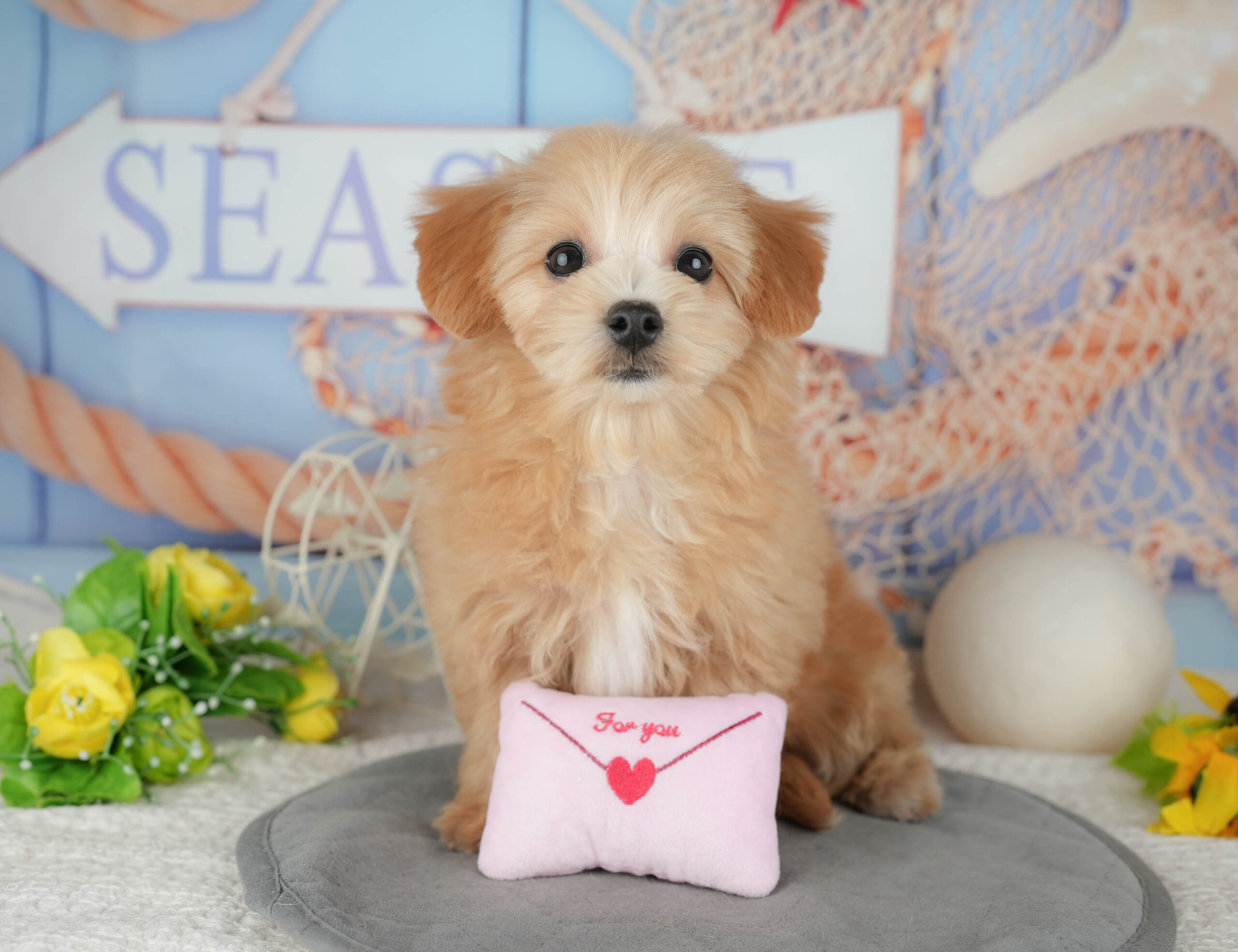 マルプー | 女の子 | アプリコット | 2025年11月17日