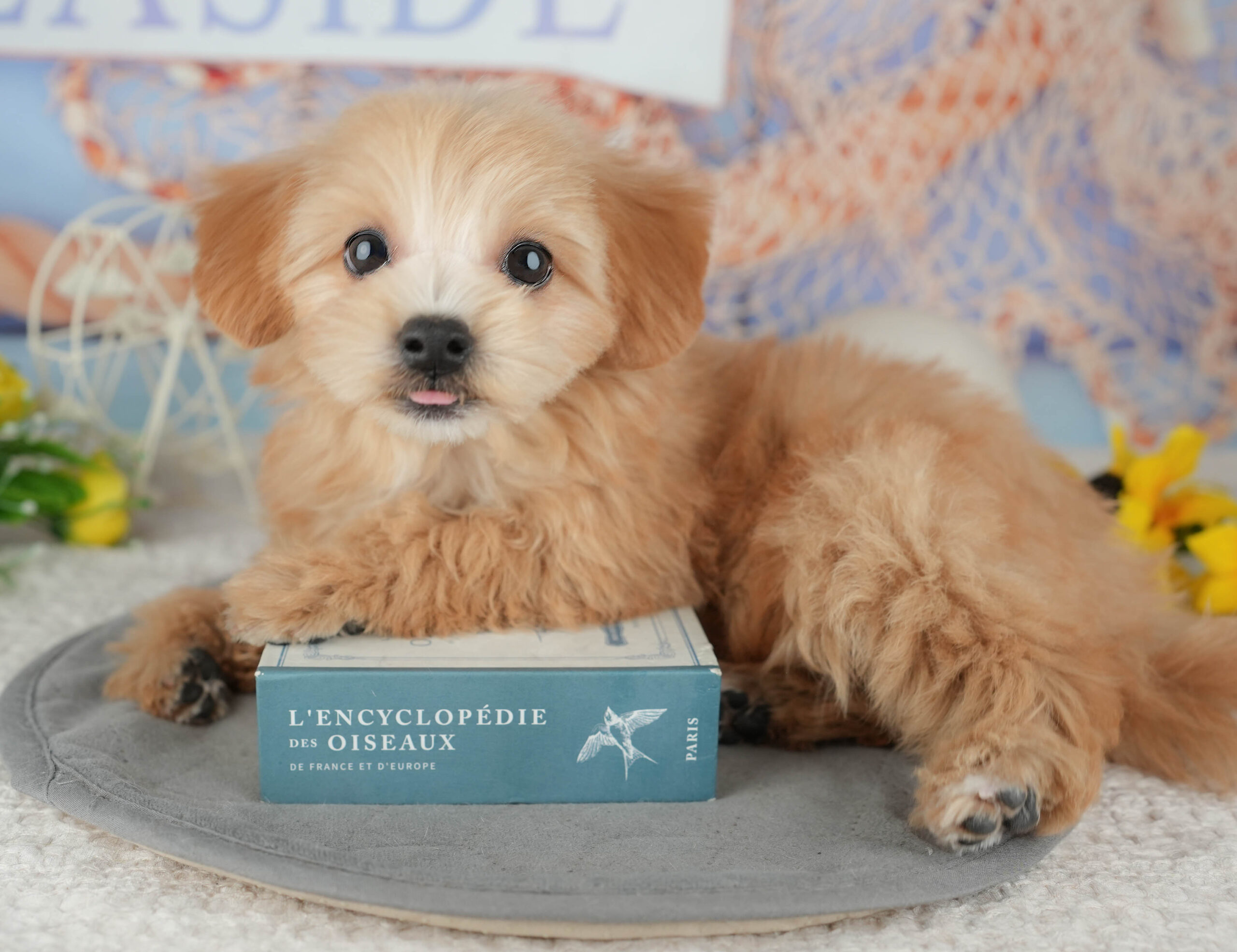 マルプー | 女の子 | アプリコット | 2025年11月17日