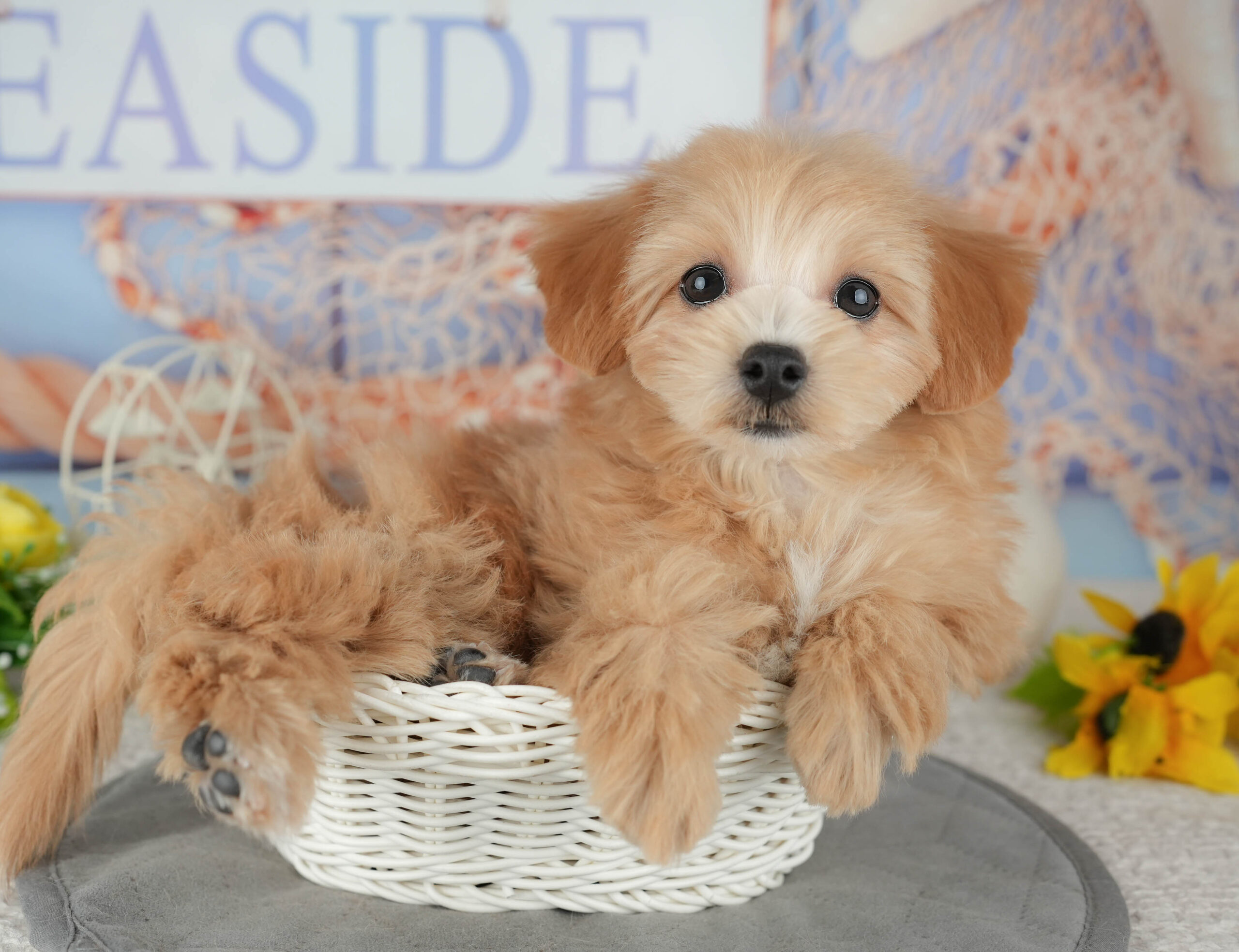 マルプー | 女の子 | アプリコット | 2025年11月17日