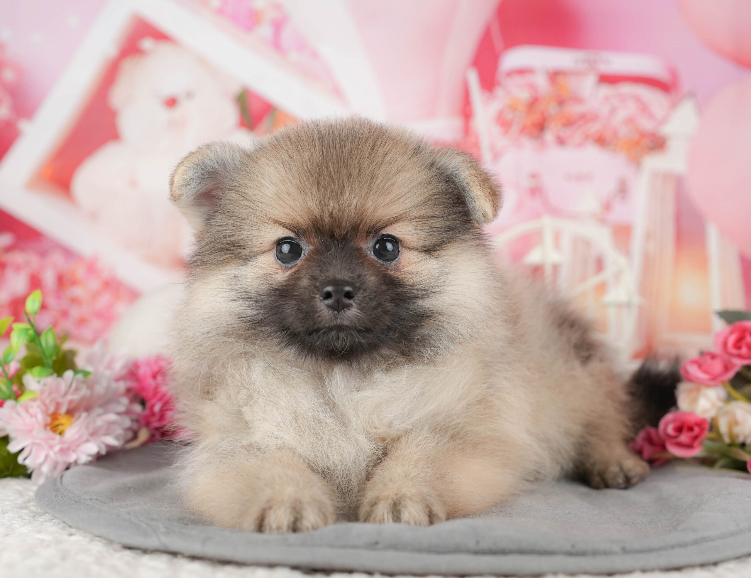 ポメラニアン | 女の子 | オレンジ | 2025年11月20日