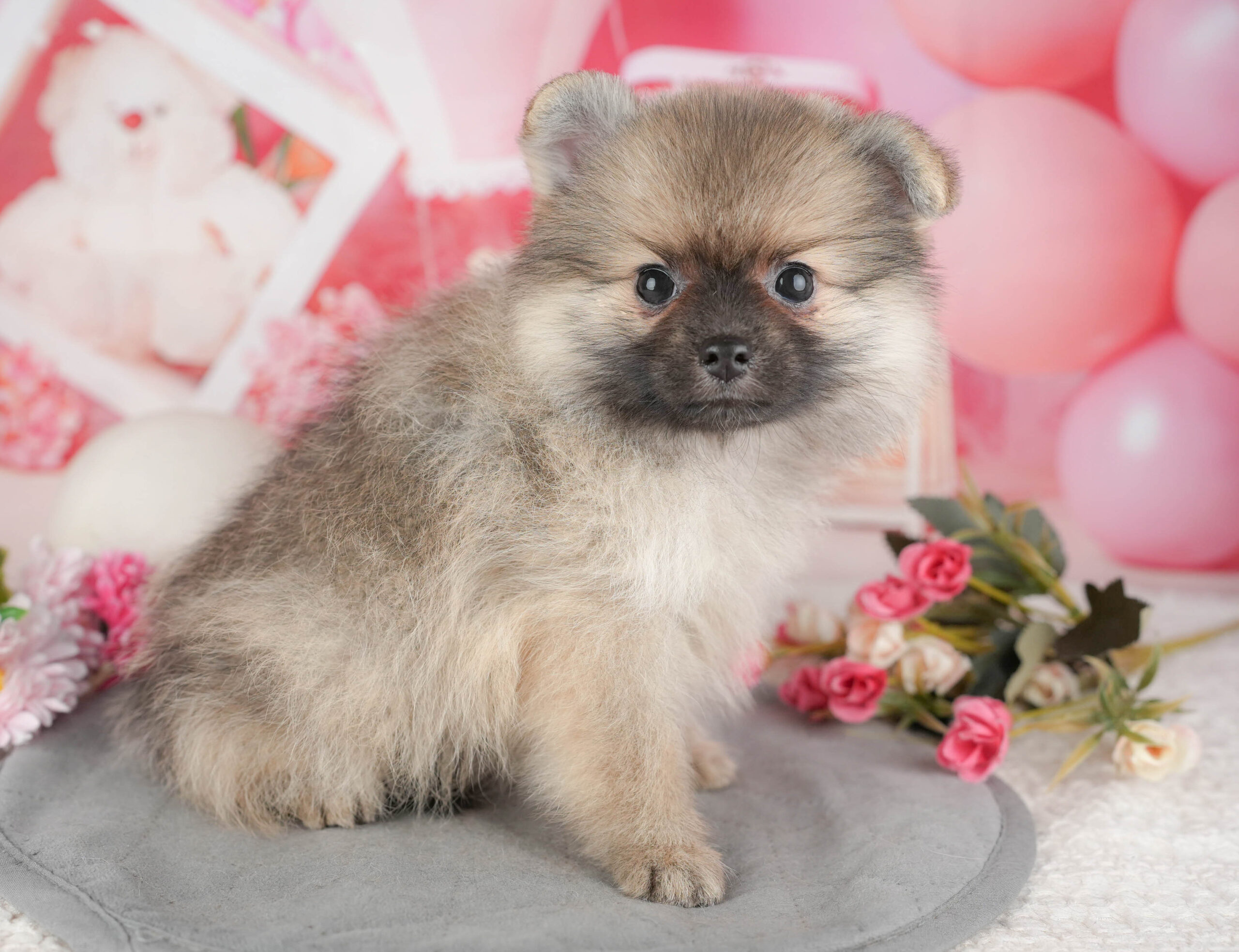 ポメラニアン | 女の子 | オレンジ | 2025年11月20日