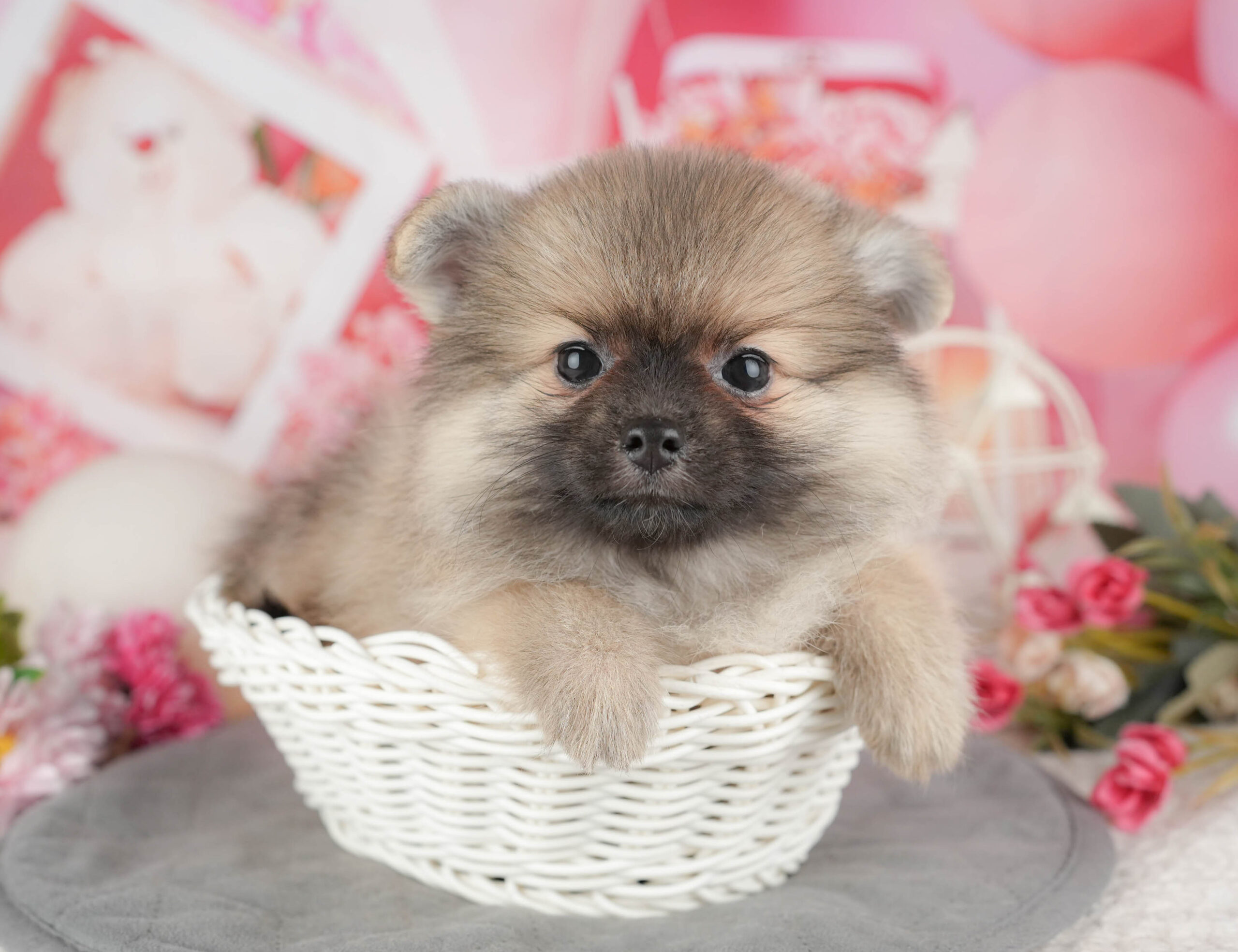 ポメラニアン | 女の子 | オレンジ | 2025年11月20日