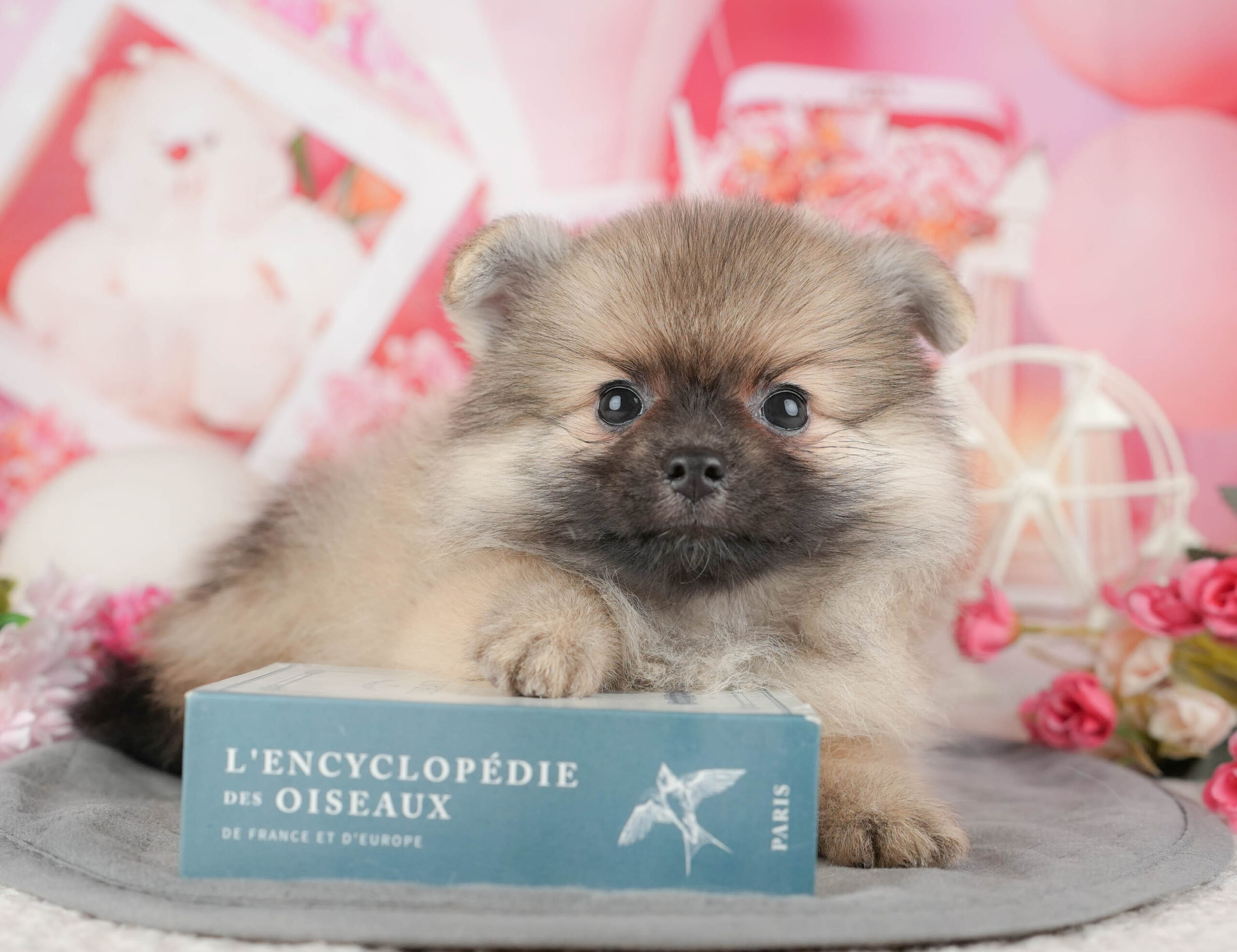 ポメラニアン | 女の子 | オレンジ | 2025年11月20日