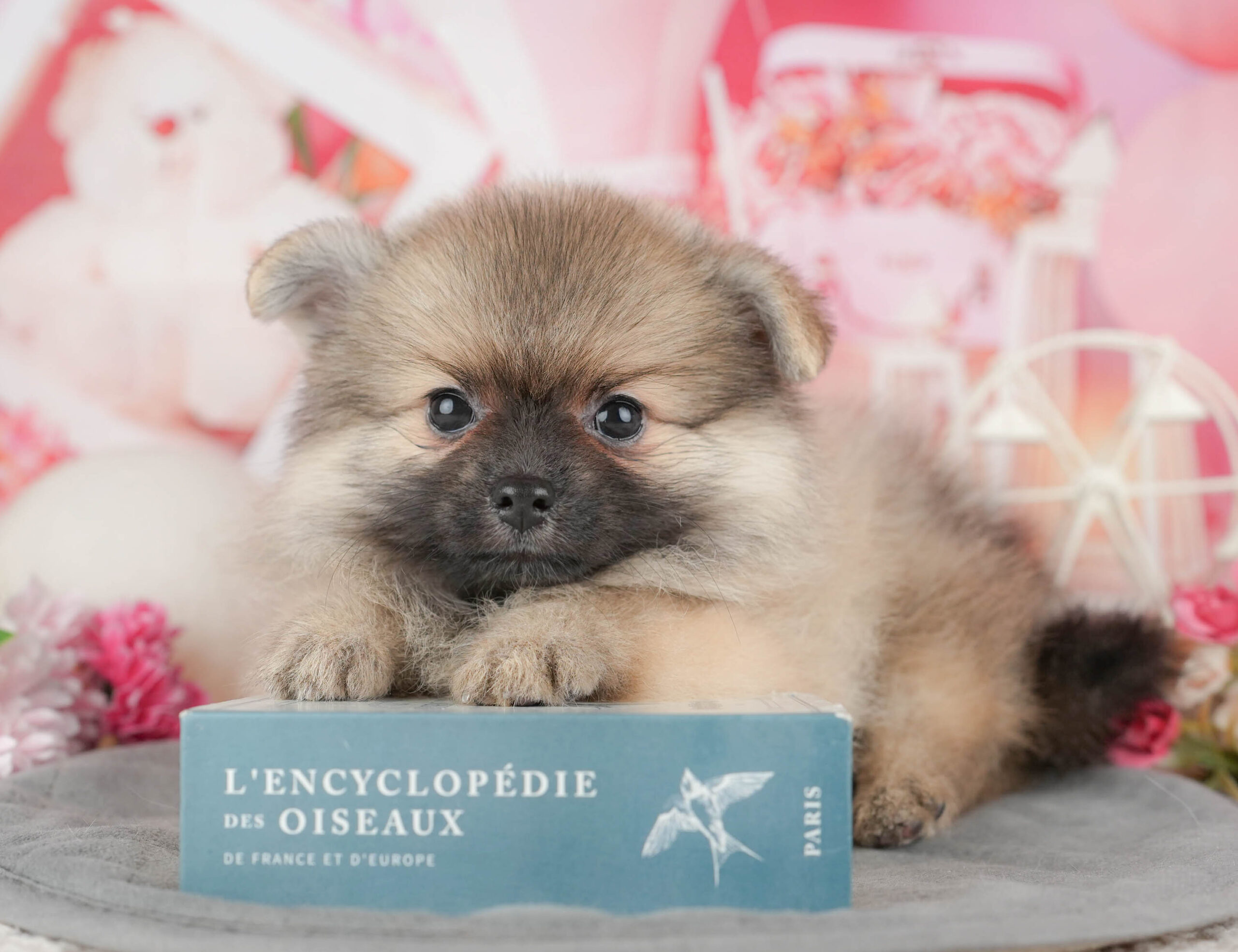 ポメラニアン | 女の子 | オレンジ | 2025年11月20日