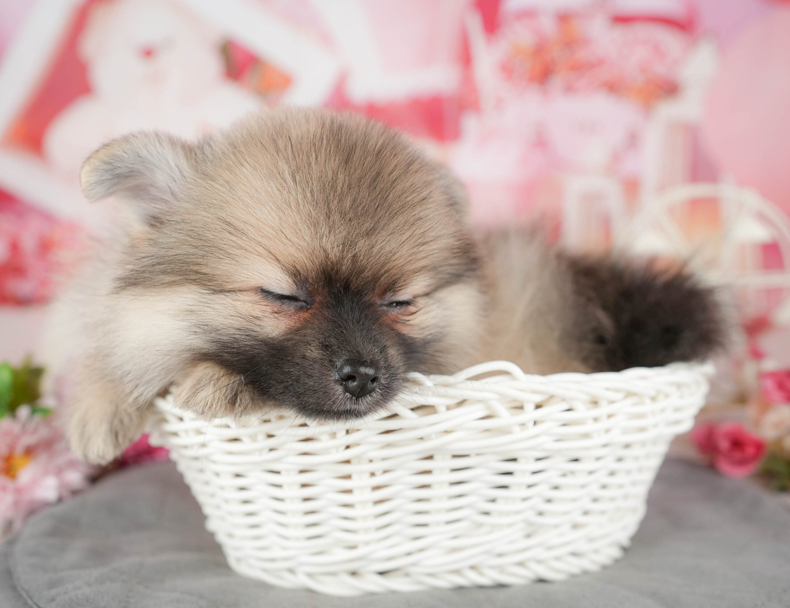 ポメラニアン | 女の子 | オレンジ | 2025年11月20日