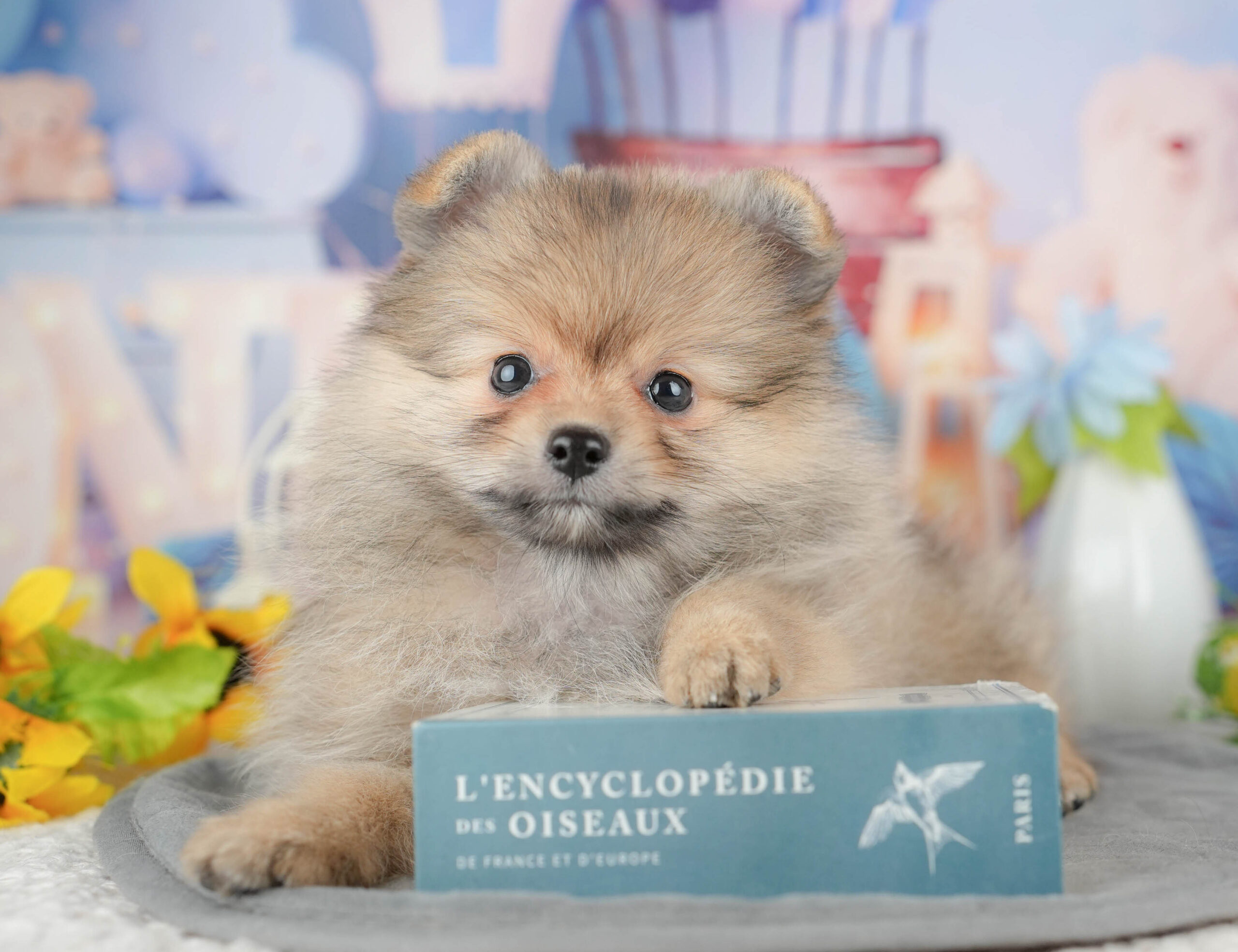 ポメラニアン | 女の子 | オレンジ | 2025年11月20日