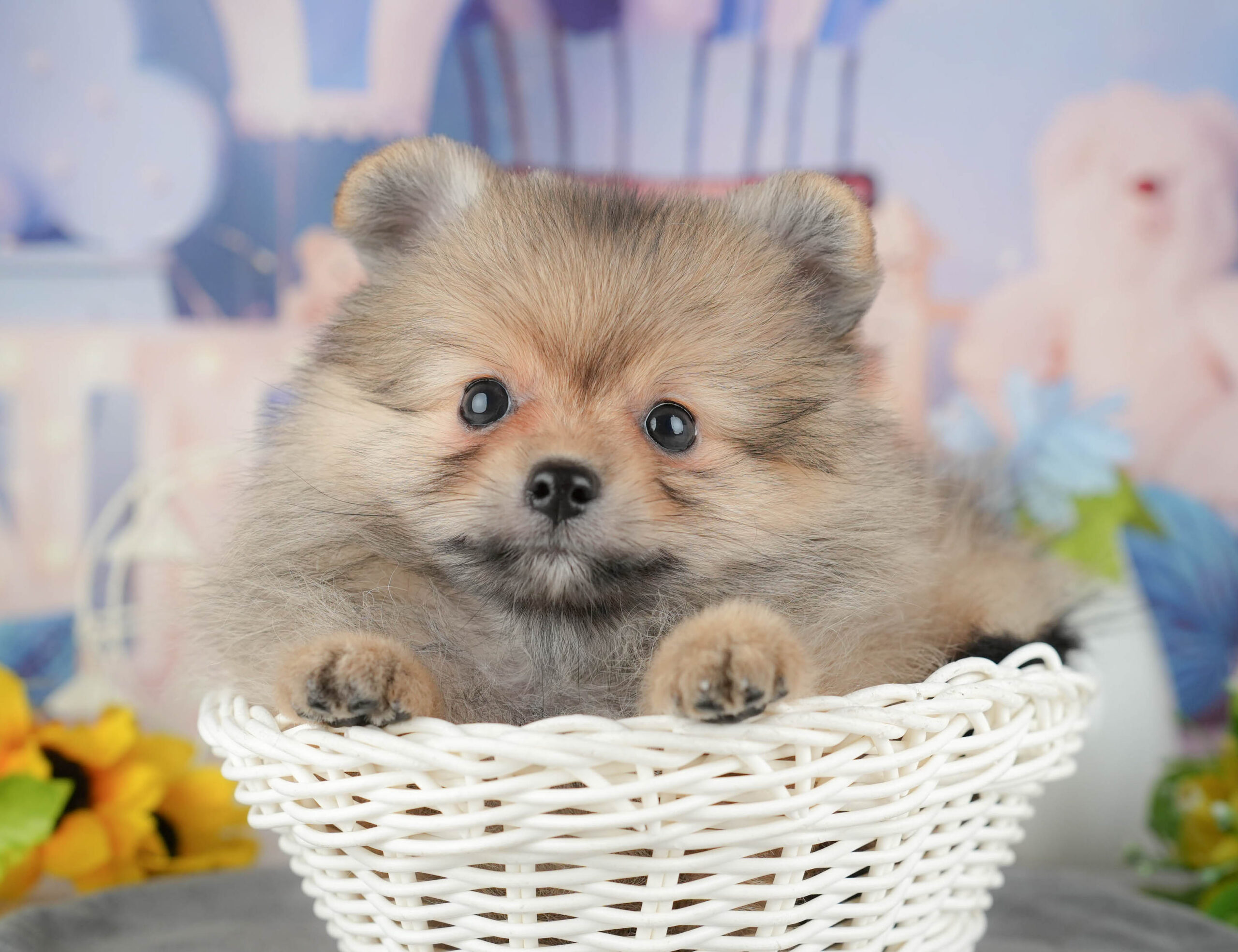 ポメラニアン | 女の子 | オレンジ | 2025年11月20日