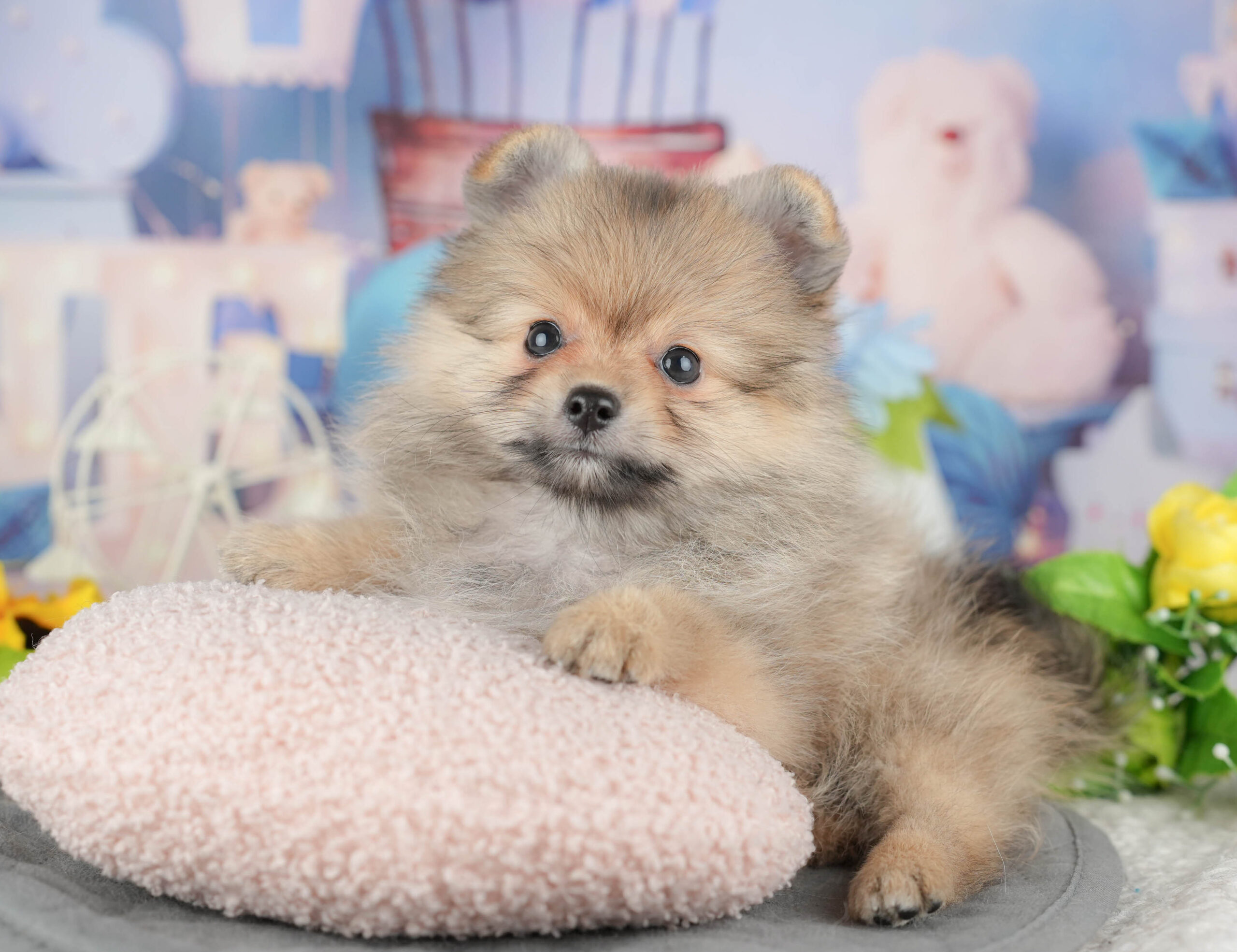 ポメラニアン | 女の子 | オレンジ | 2025年11月20日