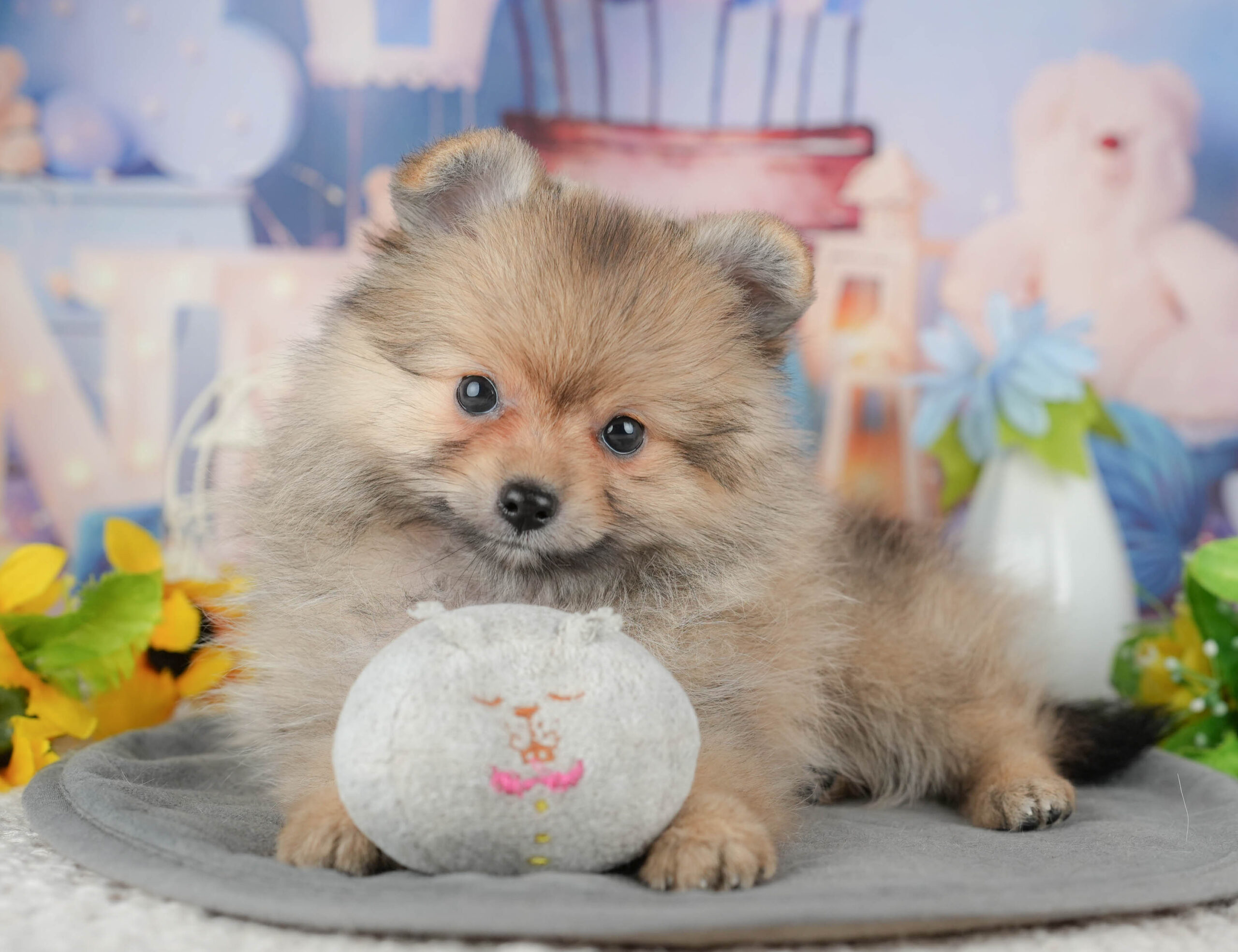 ポメラニアン | 女の子 | オレンジ | 2025年11月20日