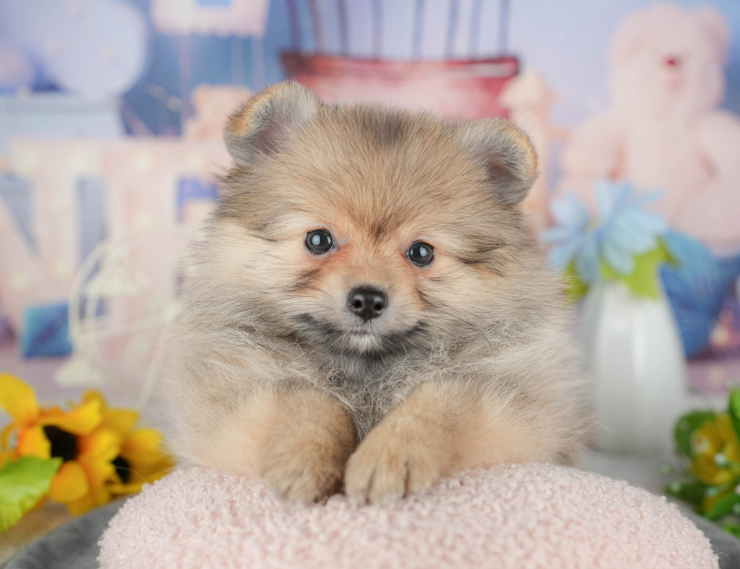 ポメラニアン | 女の子 | オレンジ | 2025年11月20日