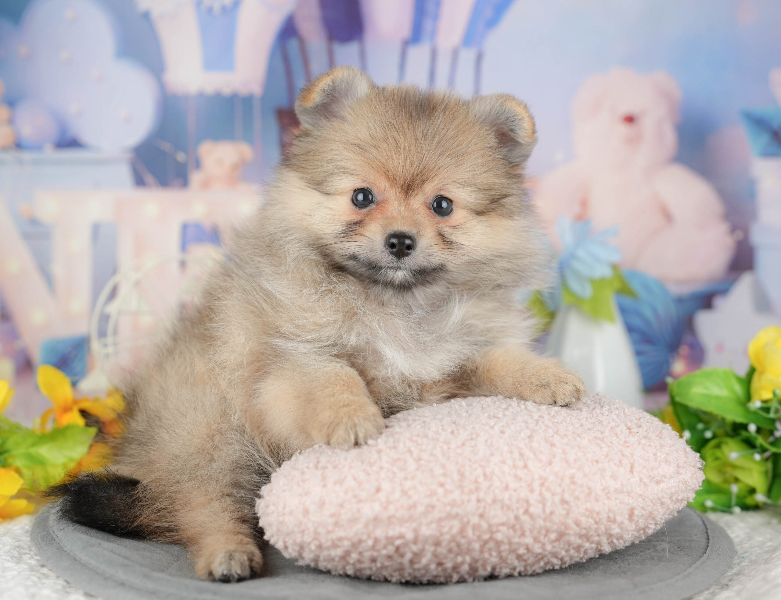 ポメラニアン | 女の子 | オレンジ | 2025年11月20日