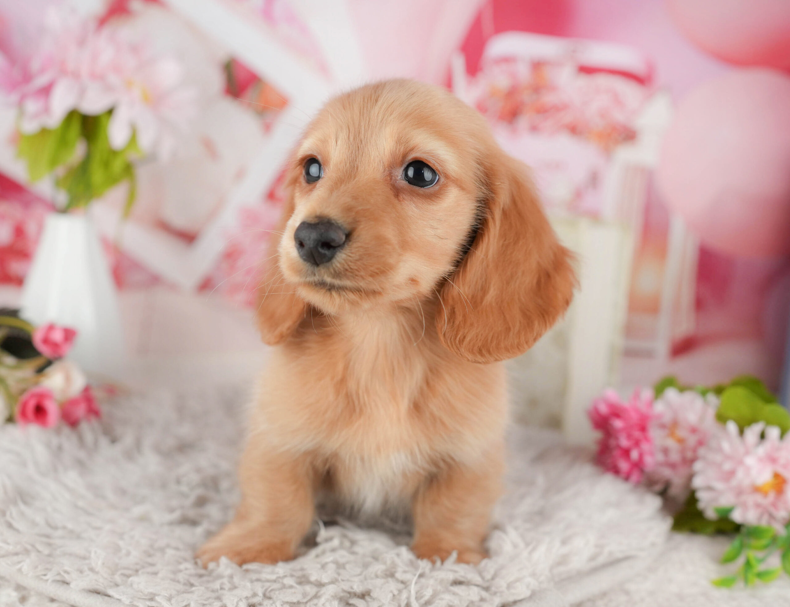 ミニチュア・ダックスフンド(ロング) | 男の子 | イエロー | 2025年11月20日