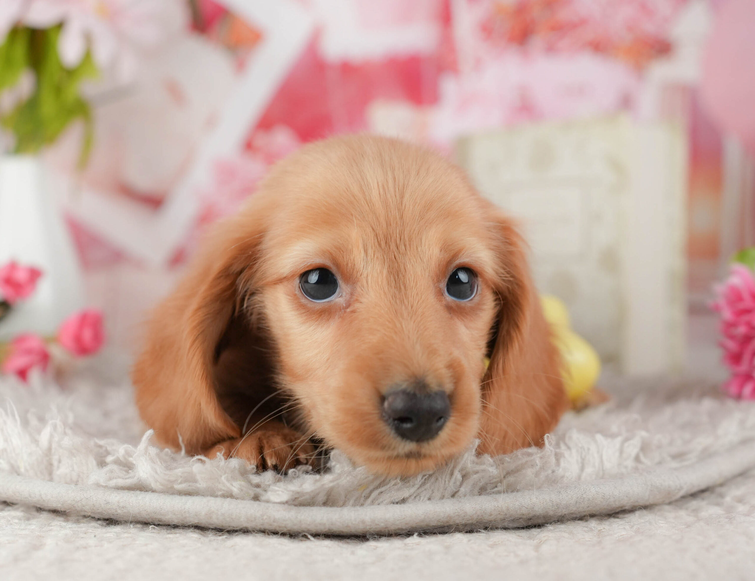 ミニチュア・ダックスフンド(ロング) | 男の子 | イエロー | 2025年11月20日