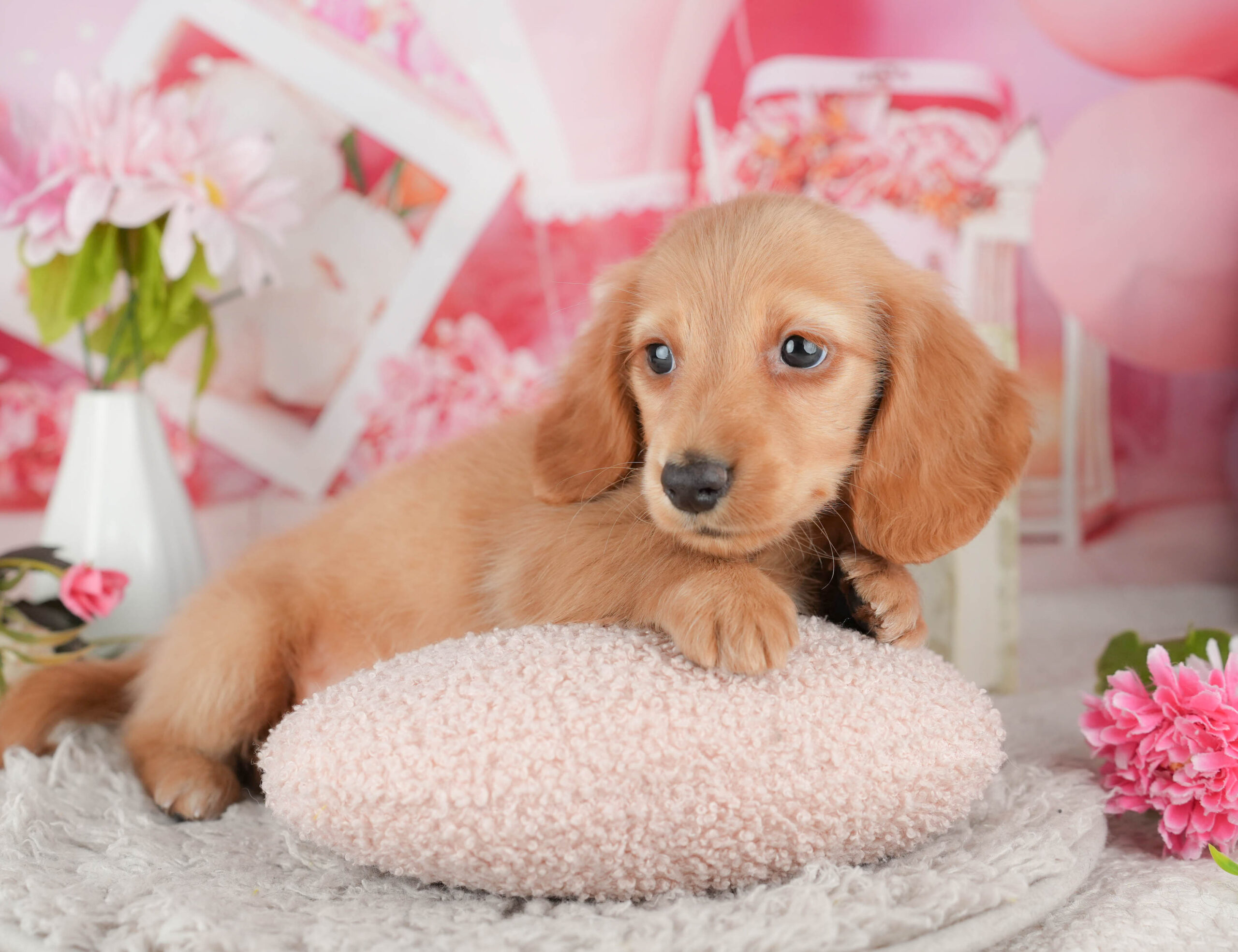 ミニチュア・ダックスフンド(ロング) | 男の子 | イエロー | 2025年11月20日